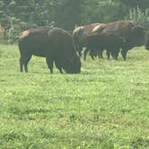 Review photo of Big Bone Lick State Park Campground by Cathy S., September 20, 2019