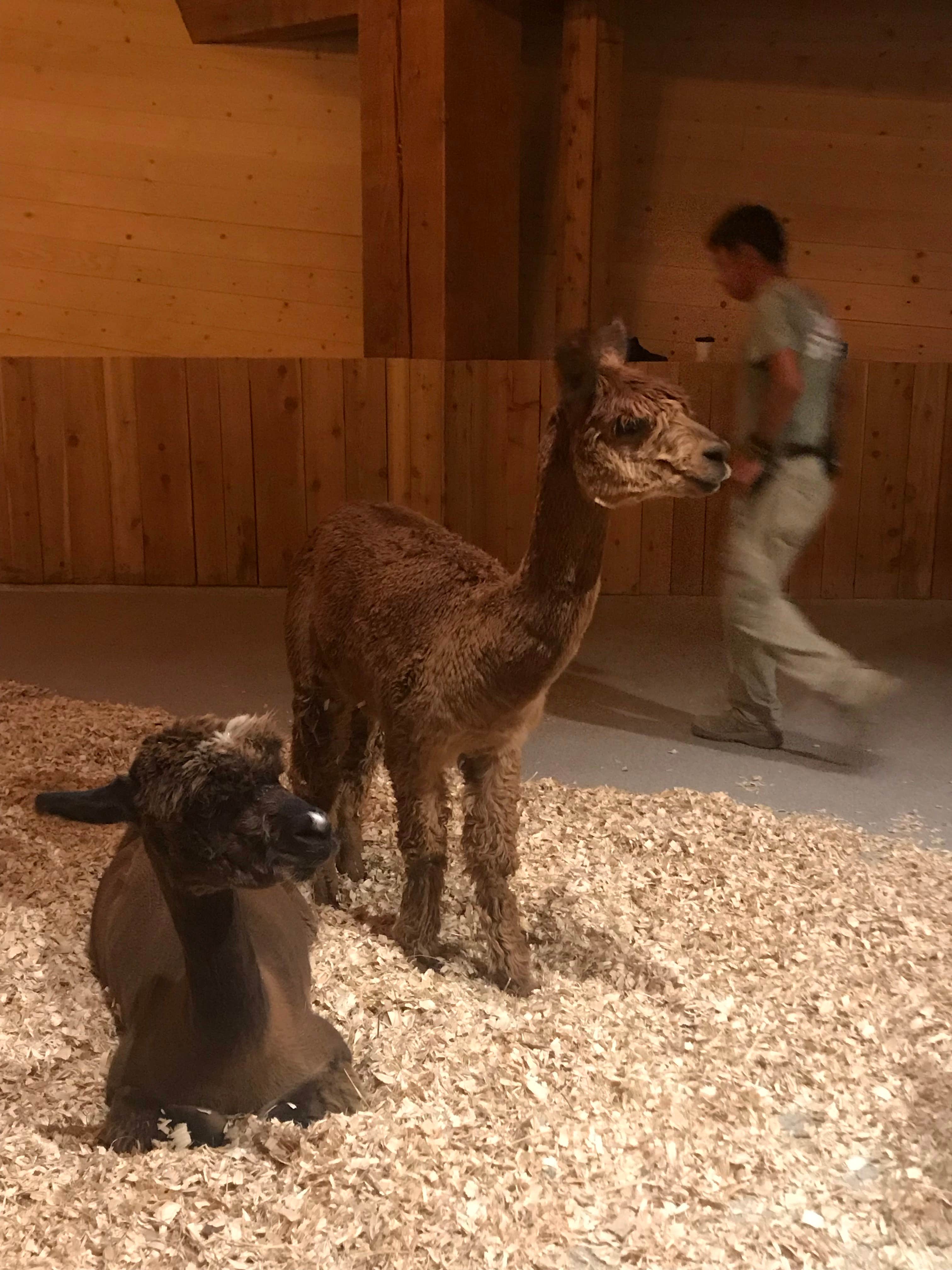 Cathy S.'s photo of camping with pets at Big Bone Lick State Historic Site Campground near Ross, OH