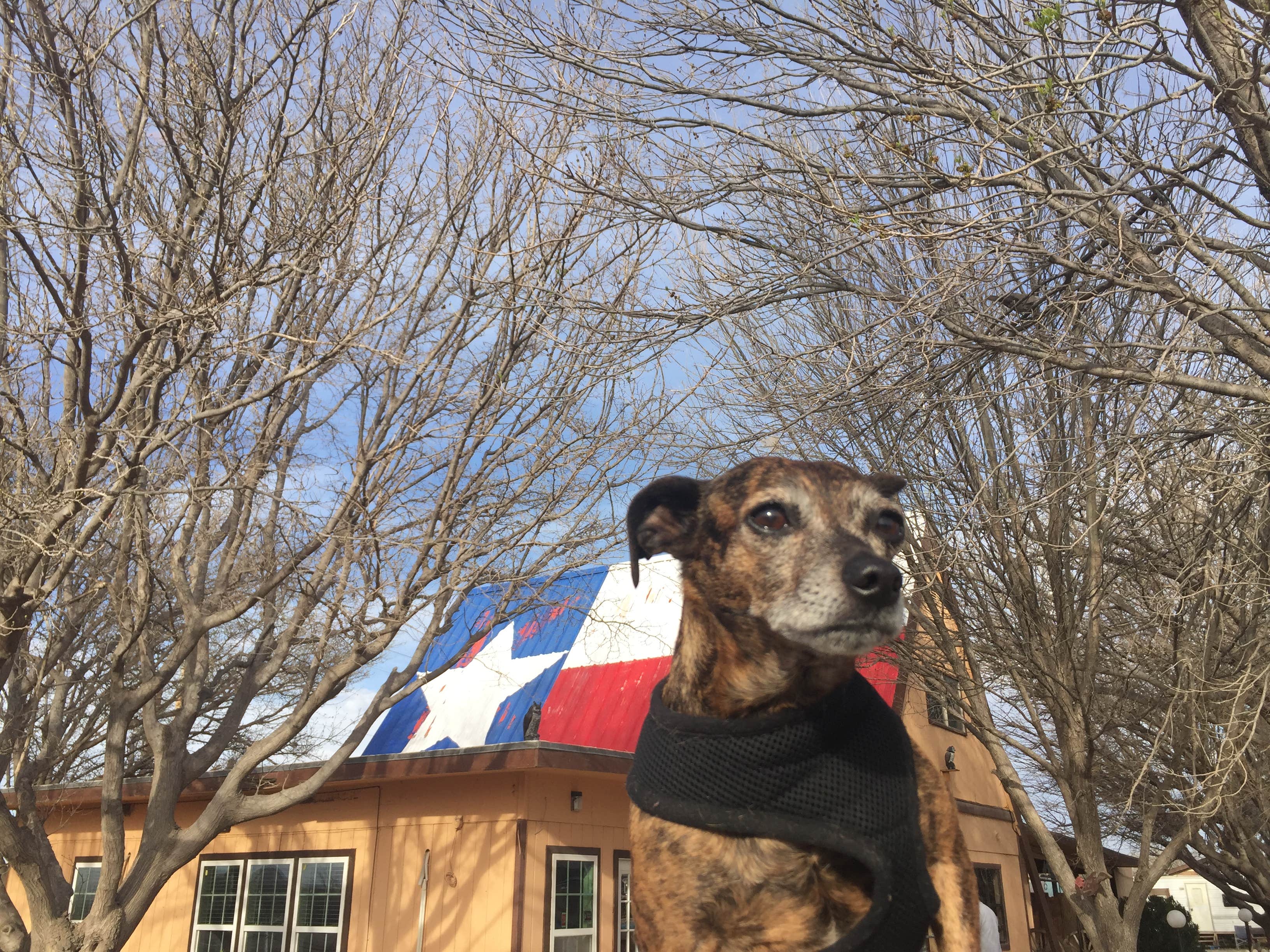 Alicia F.'s photo of camping with pets at Kerrville-Schreiner Park near Bandera, TX