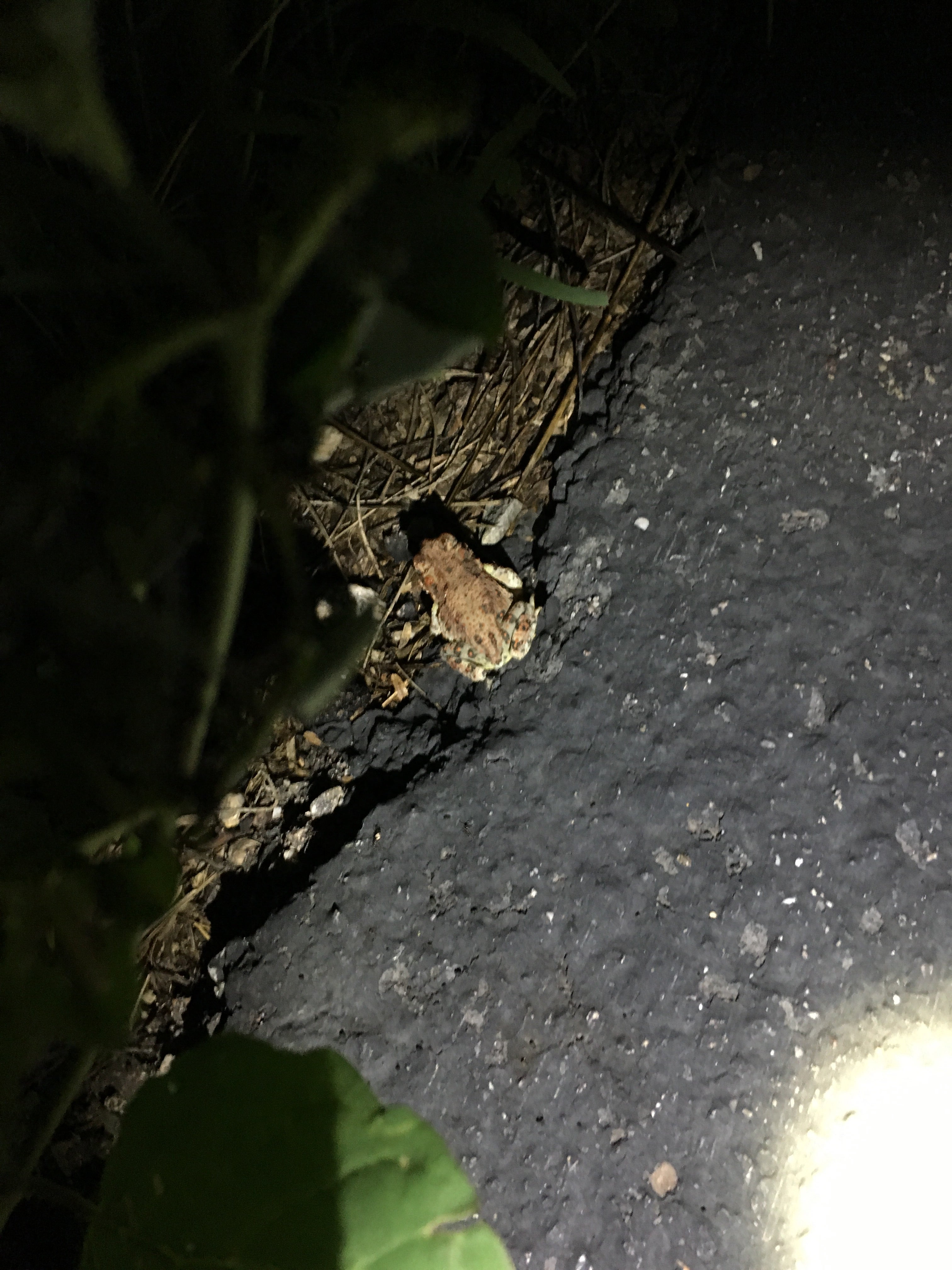 Red spotted toad on trail at night