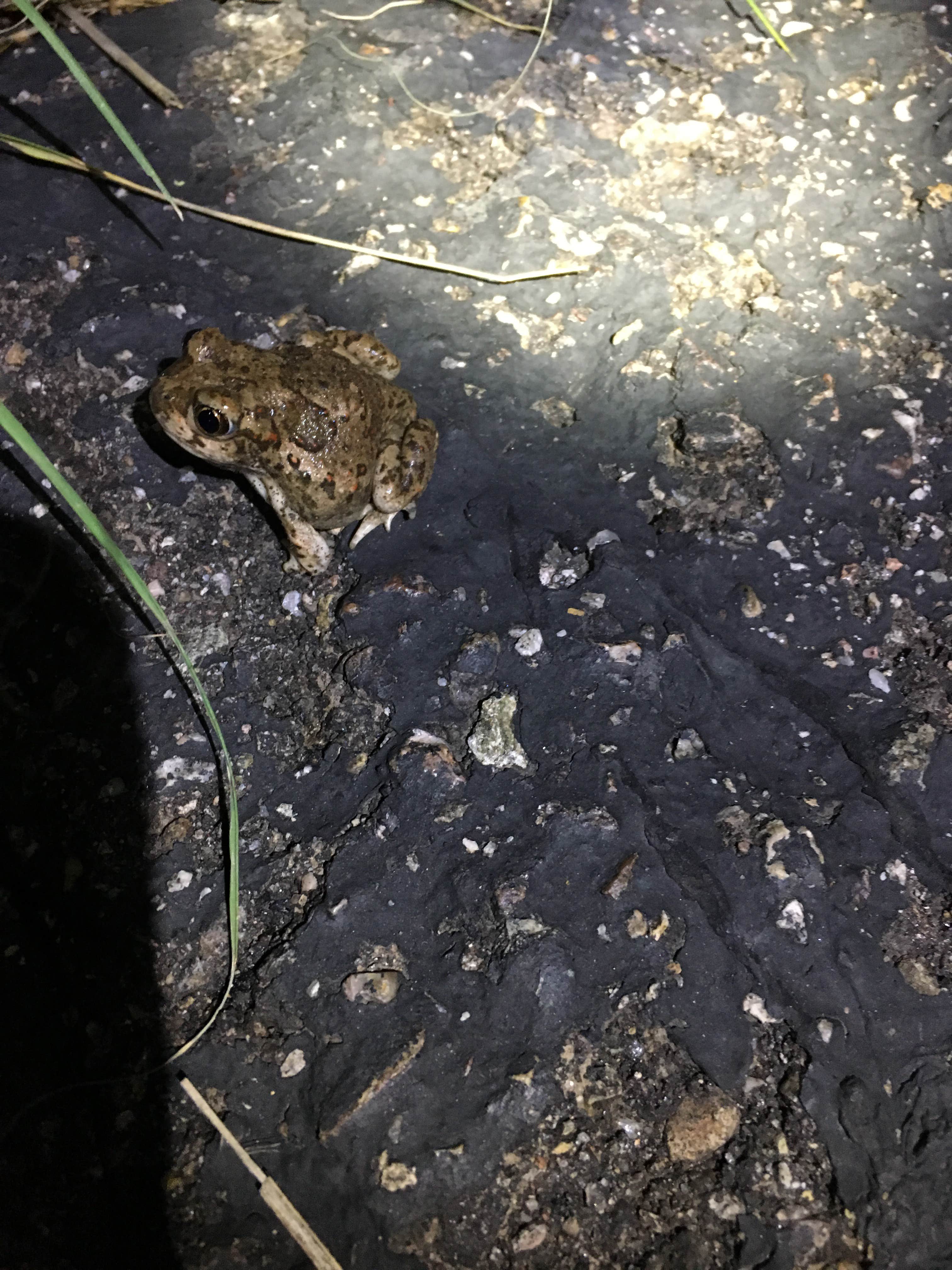 Camper submitted image from Bog Springs Campground - 3