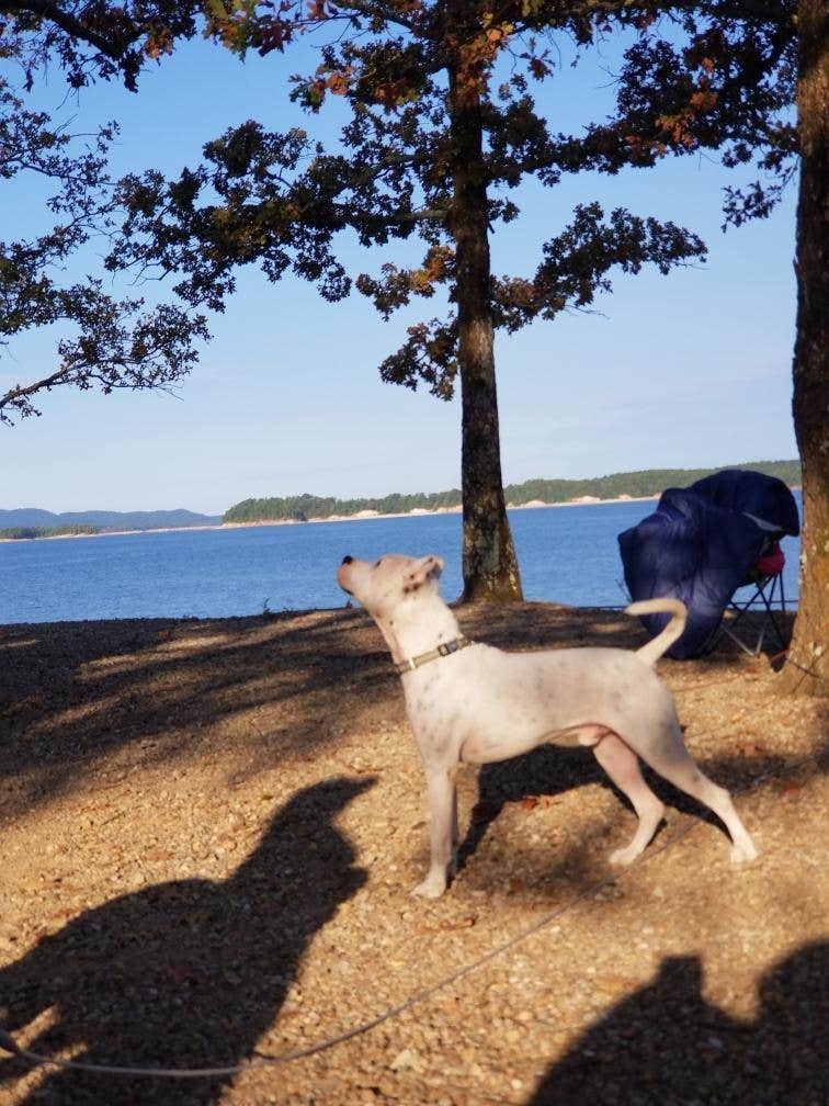 Milli N.'s photo of camping with pets at Brady Mountain near Story, AR