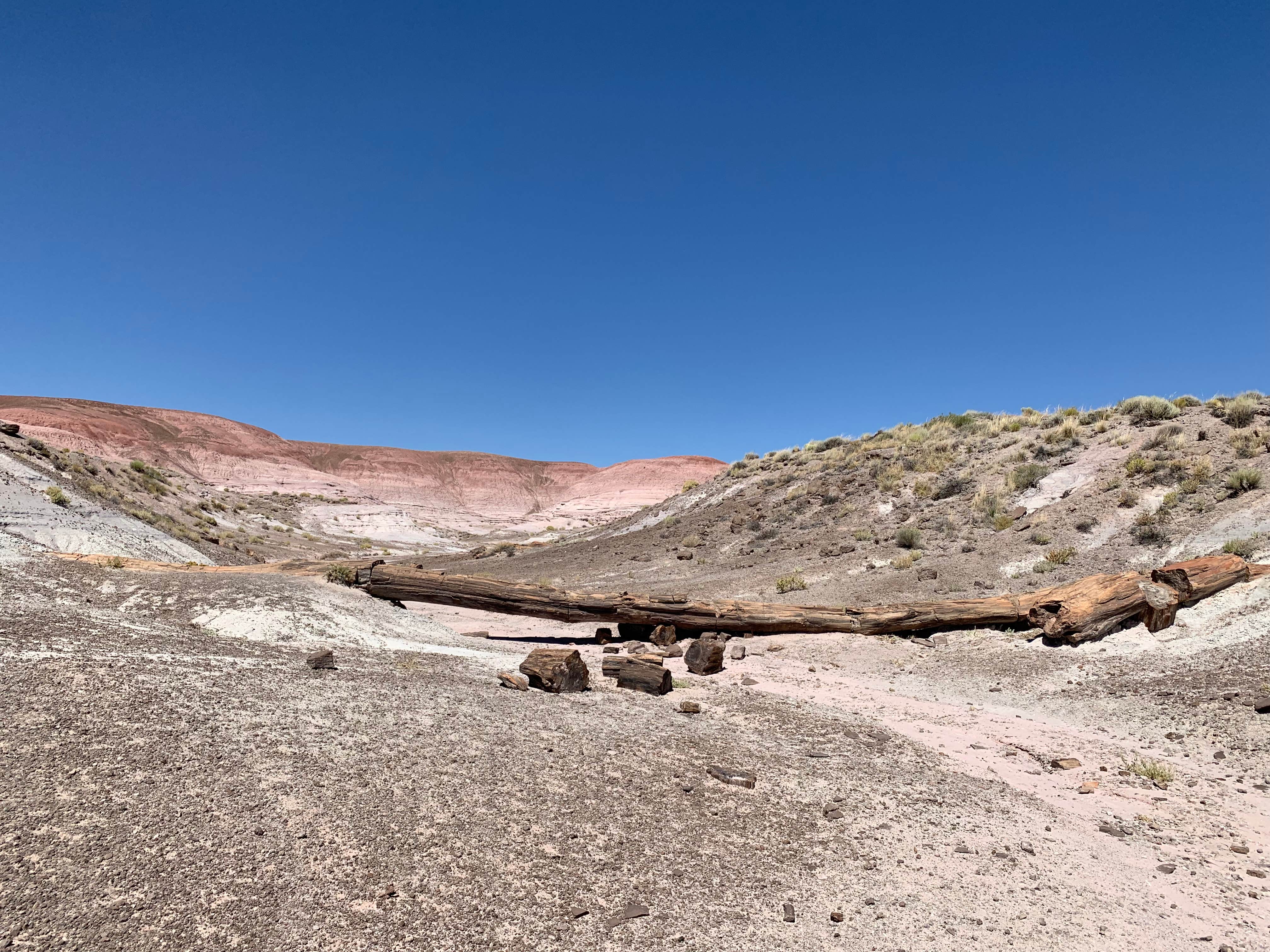 Camper-submitted photo at Petrified Forest National Wilderness Area — Petrified Forest National Park near Chambers, AZ
