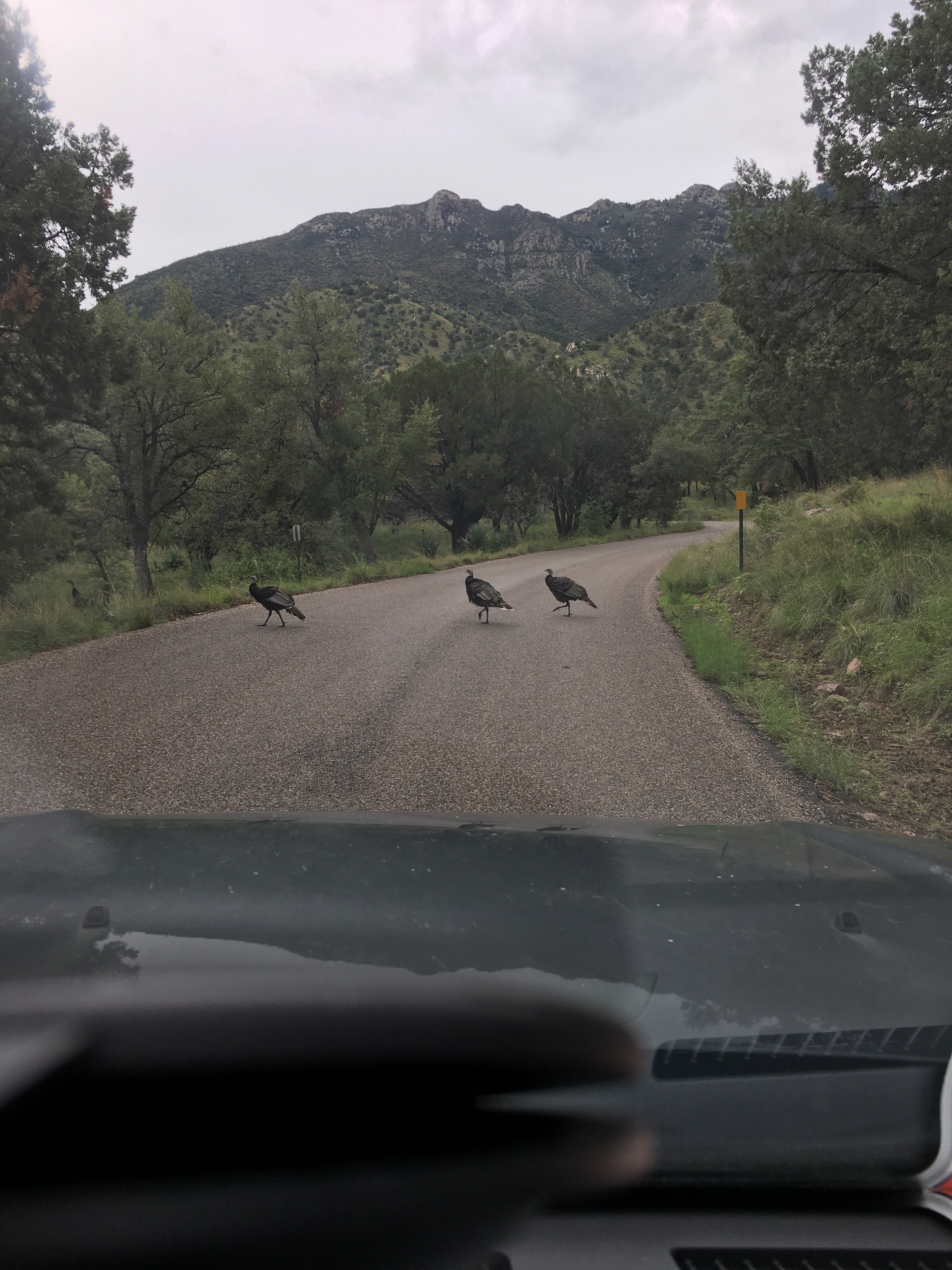Wild turkeys crossing road into camp