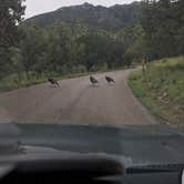 Review photo of Bog Springs Campground by Cameron R., August 10, 2017