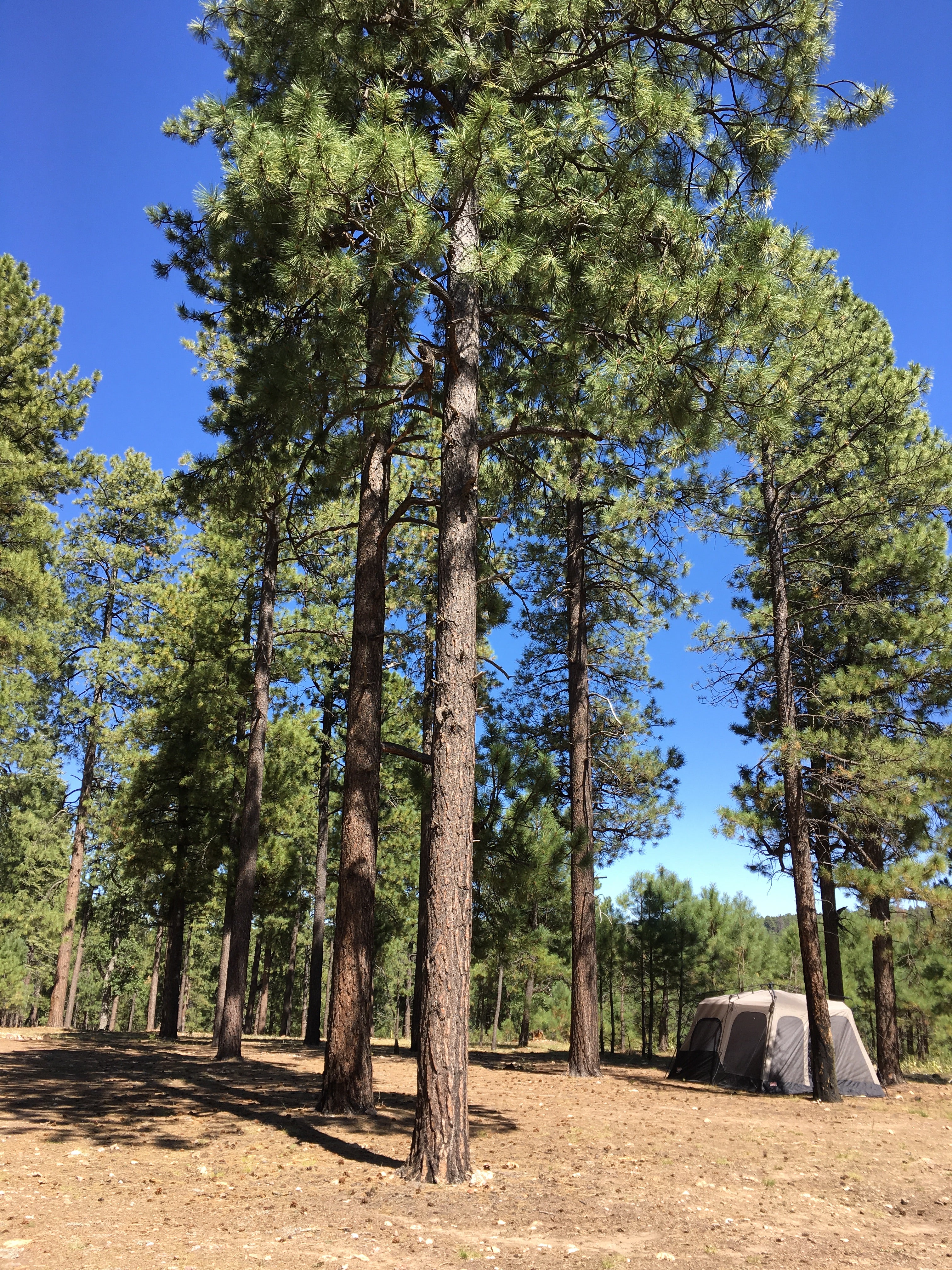 Camper submitted image from Pivot Rock Canyon - 4