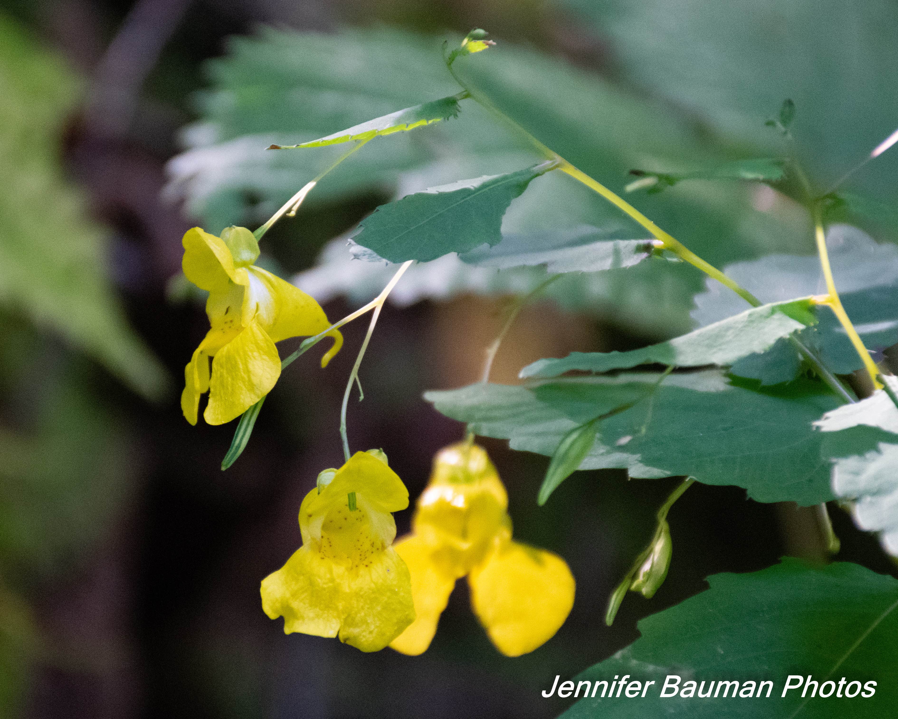 Camper-submitted photo at Cranberry Campground near Richwood, WV