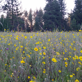 Review photo of Fallen Leaf Campground - South Lake Tahoe by Ryan W., August 10, 2017