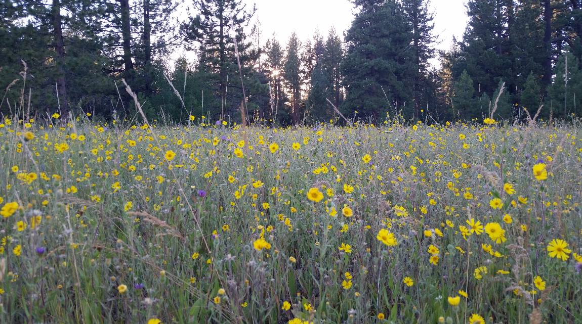 Camper submitted image from Fallen Leaf Campground - South Lake Tahoe - 2