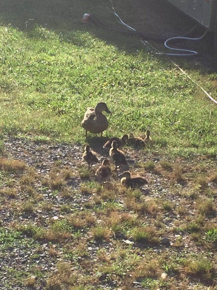 The ducks who live around Section C