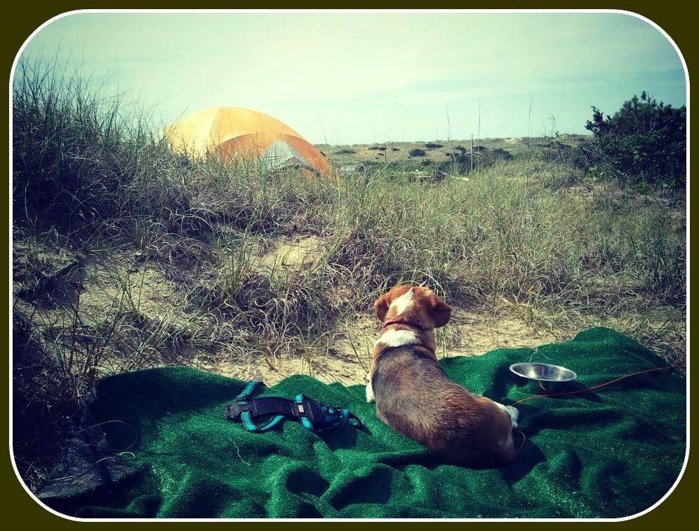 Melanie  P.'s photo of camping with pets at Frisco Campground — Cape Hatteras National Seashore near Ocracoke, NC