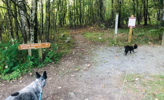 Shelly S.'s photo of camping with pets at Hickory Ridge Campground — Grayson Highlands State Park near Sugar Grove, VA