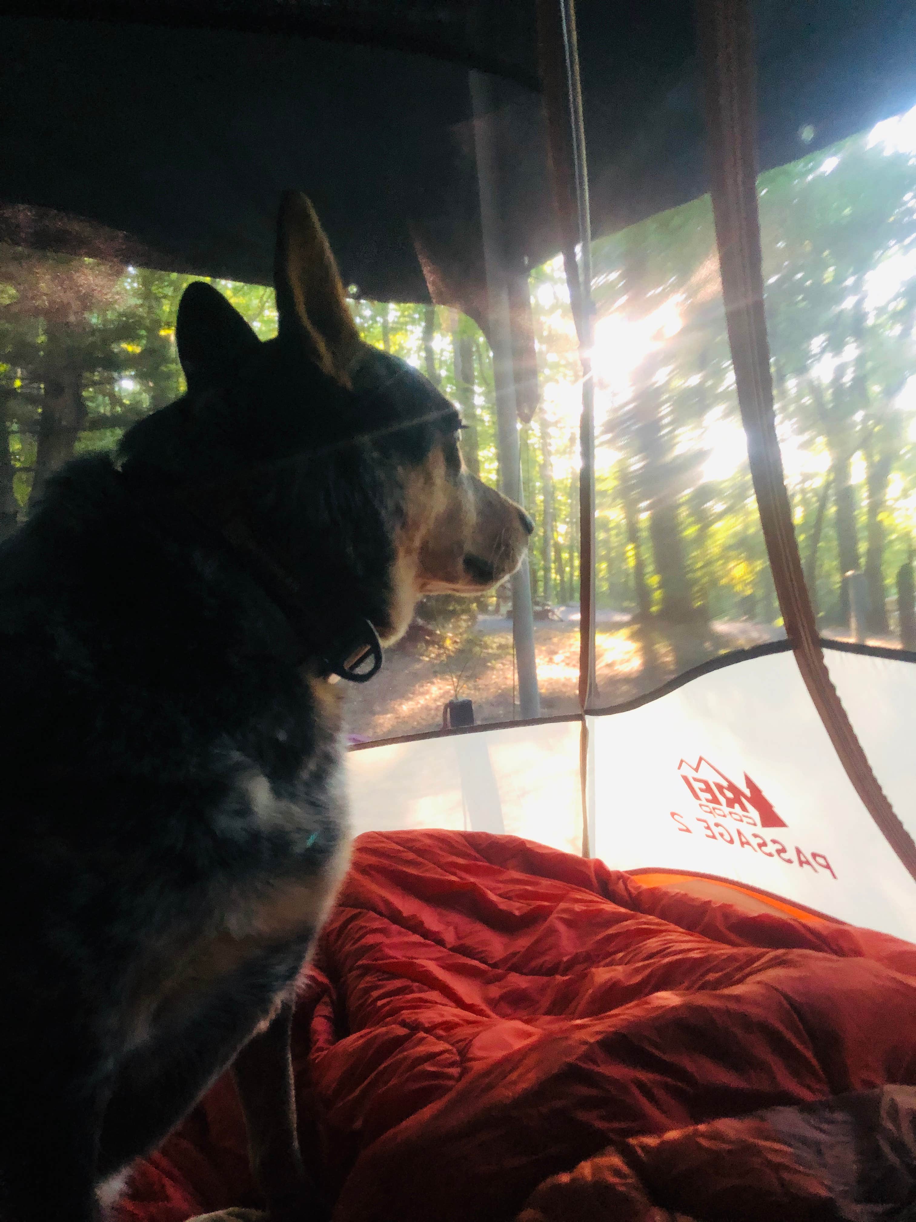 Shelly S.'s photo of camping with pets at Hickory Ridge Campground — Grayson Highlands State Park near Abingdon, VA