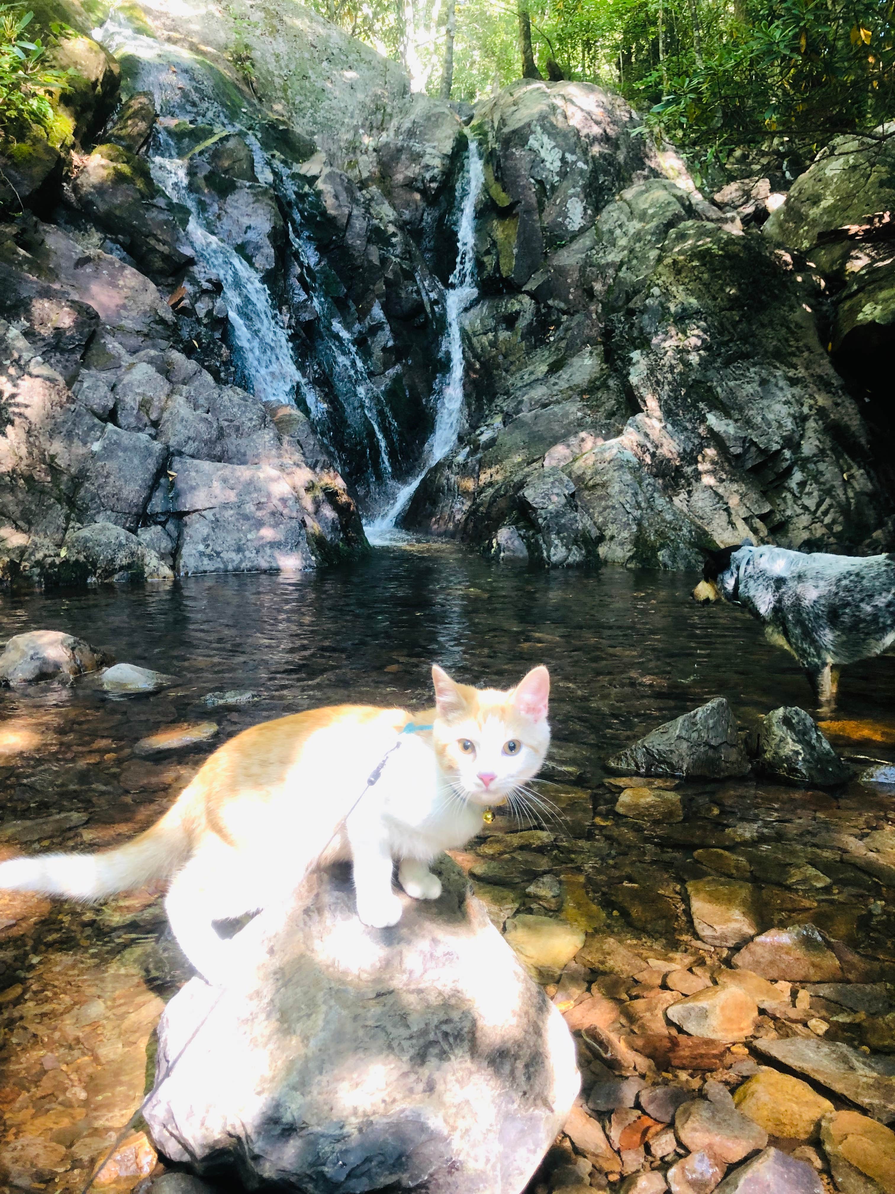 Shelly S.'s photo of camping with pets at Hickory Ridge Campground — Grayson Highlands State Park near Sugar Grove, VA