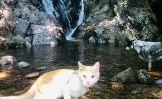 Shelly S.'s photo of camping with pets at Hickory Ridge Campground — Grayson Highlands State Park near Blue Ridge Parkway
