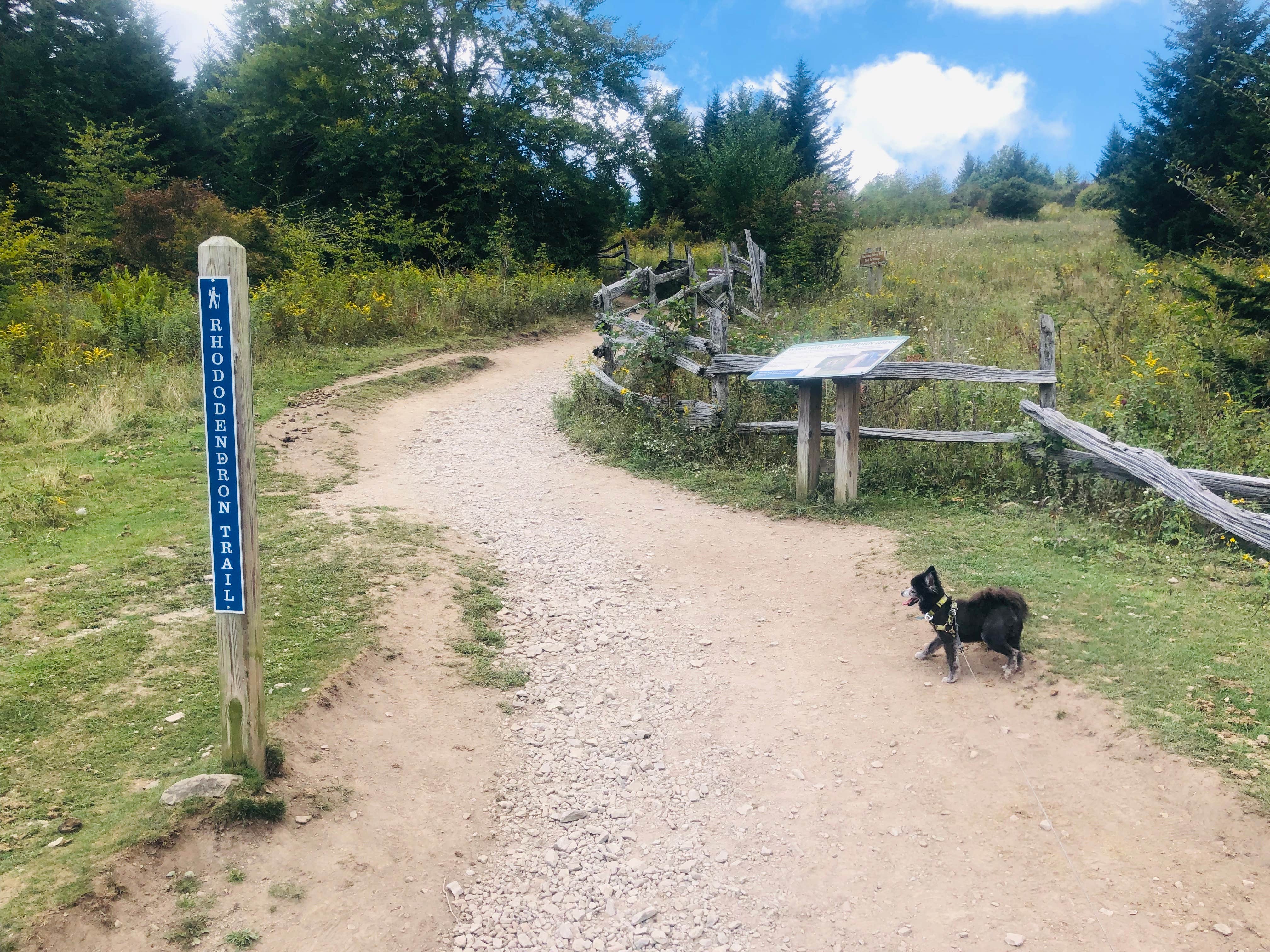 Shelly S.'s photo of camping with pets at Hickory Ridge Campground — Grayson Highlands State Park near Fries, VA
