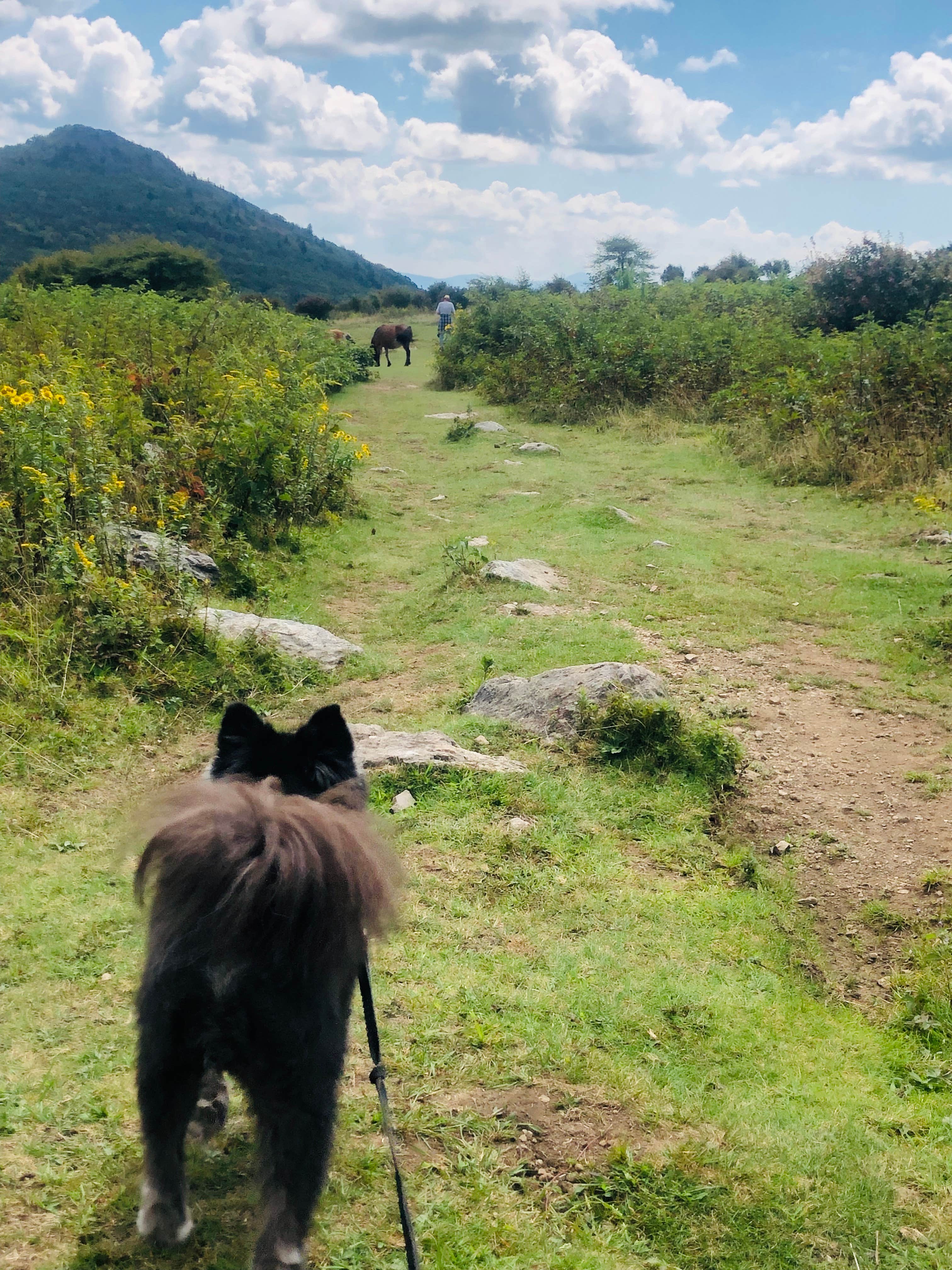 Shelly S.'s photo of camping with pets at Hickory Ridge Campground — Grayson Highlands State Park near Blue Ridge Parkway