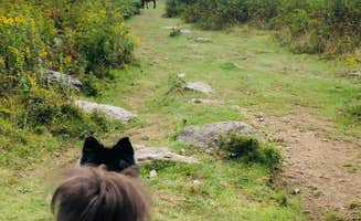 Shelly S.'s photo of camping with pets at Hickory Ridge Campground — Grayson Highlands State Park near Blue Ridge Parkway