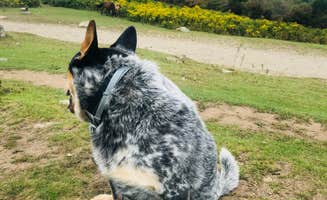 Shelly S.'s photo of camping with pets at Hickory Ridge Campground — Grayson Highlands State Park near Glade Spring, VA