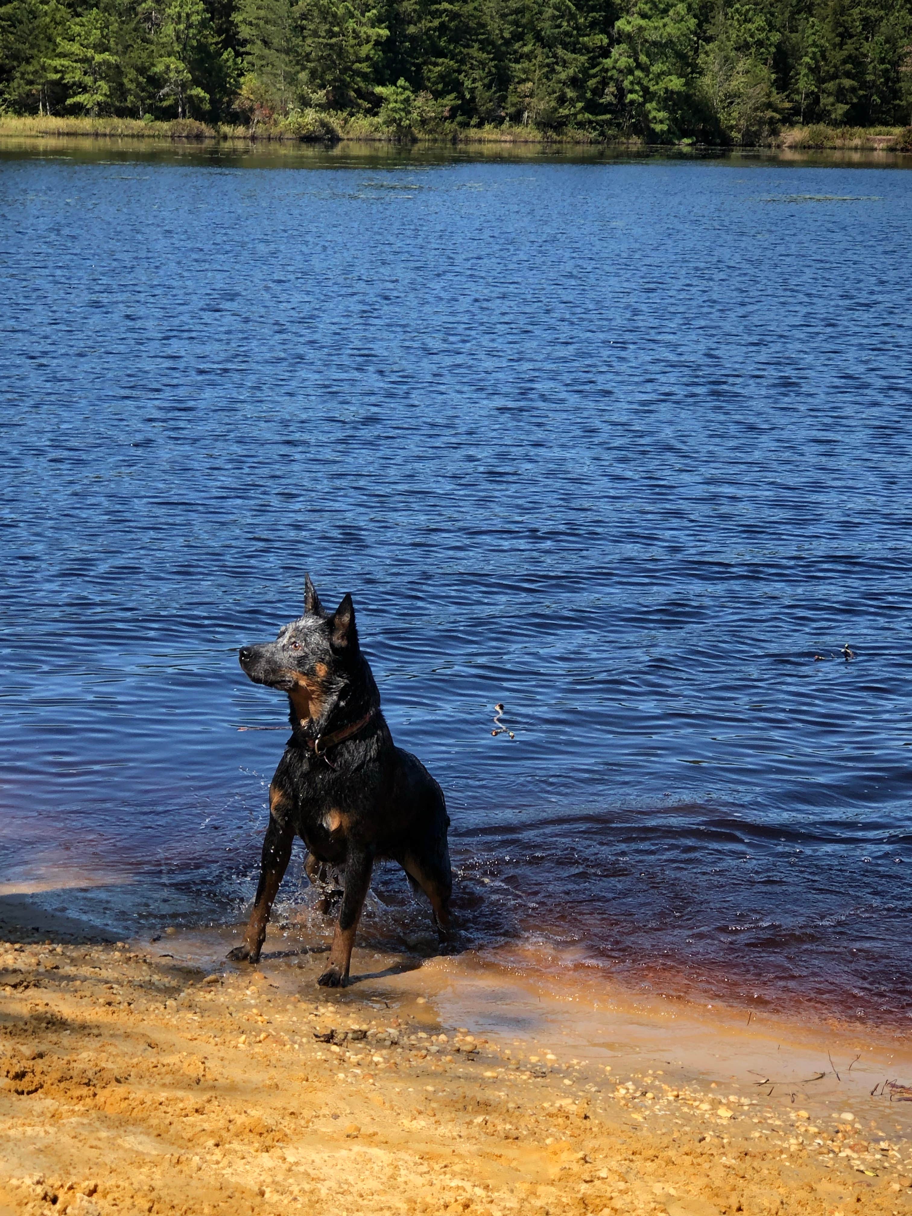 Zach H.'s photo of camping with pets at Timberline Lake Camping Resort near Wall, NJ