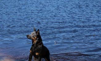 Zach H.'s photo of camping with pets at Timberline Lake Camping Resort near Toms River, NJ