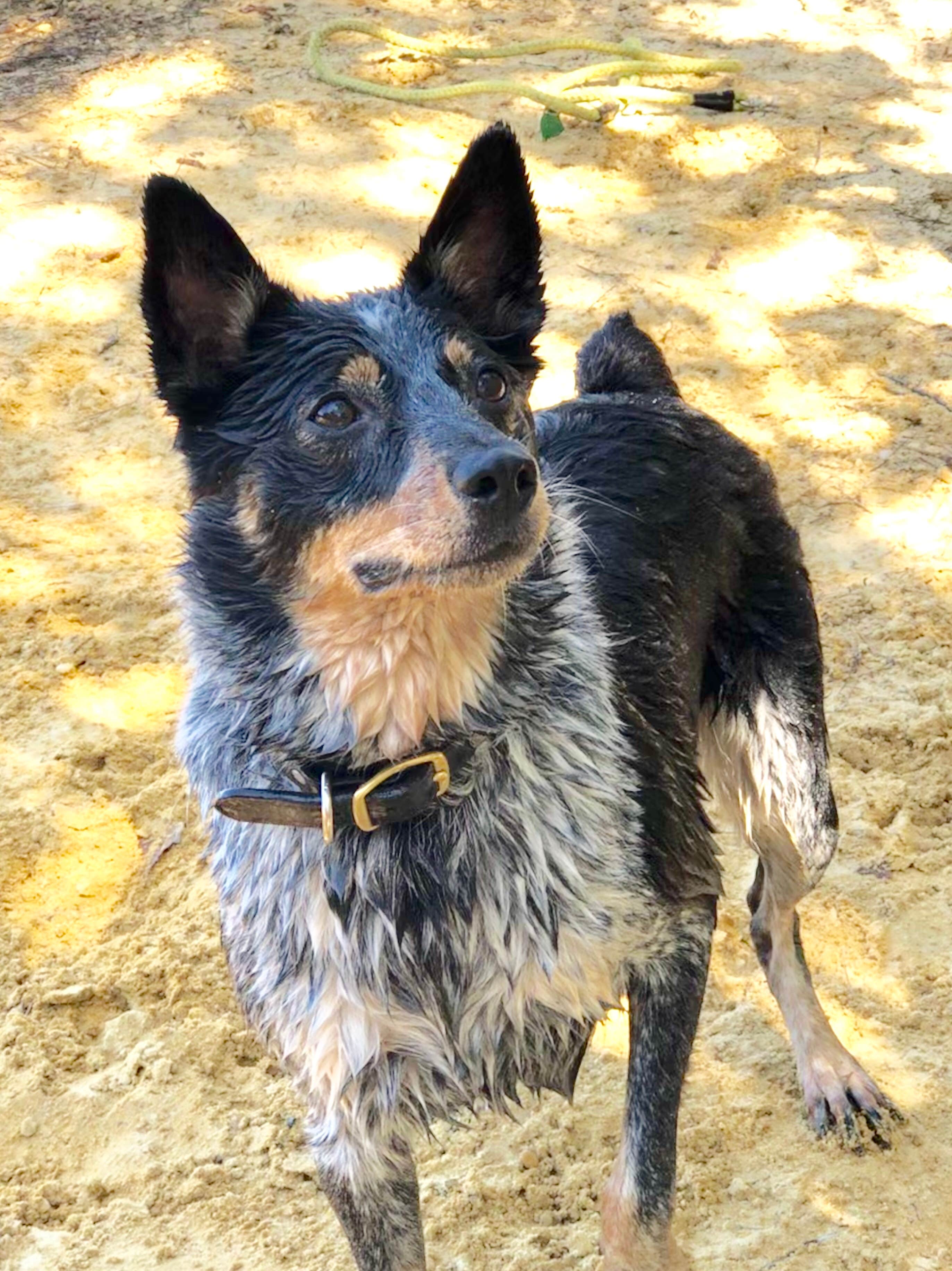 Camping near Bodine Field — Wharton State Forest: Timberline Lake Camping Resort, Port Republic, New Jersey