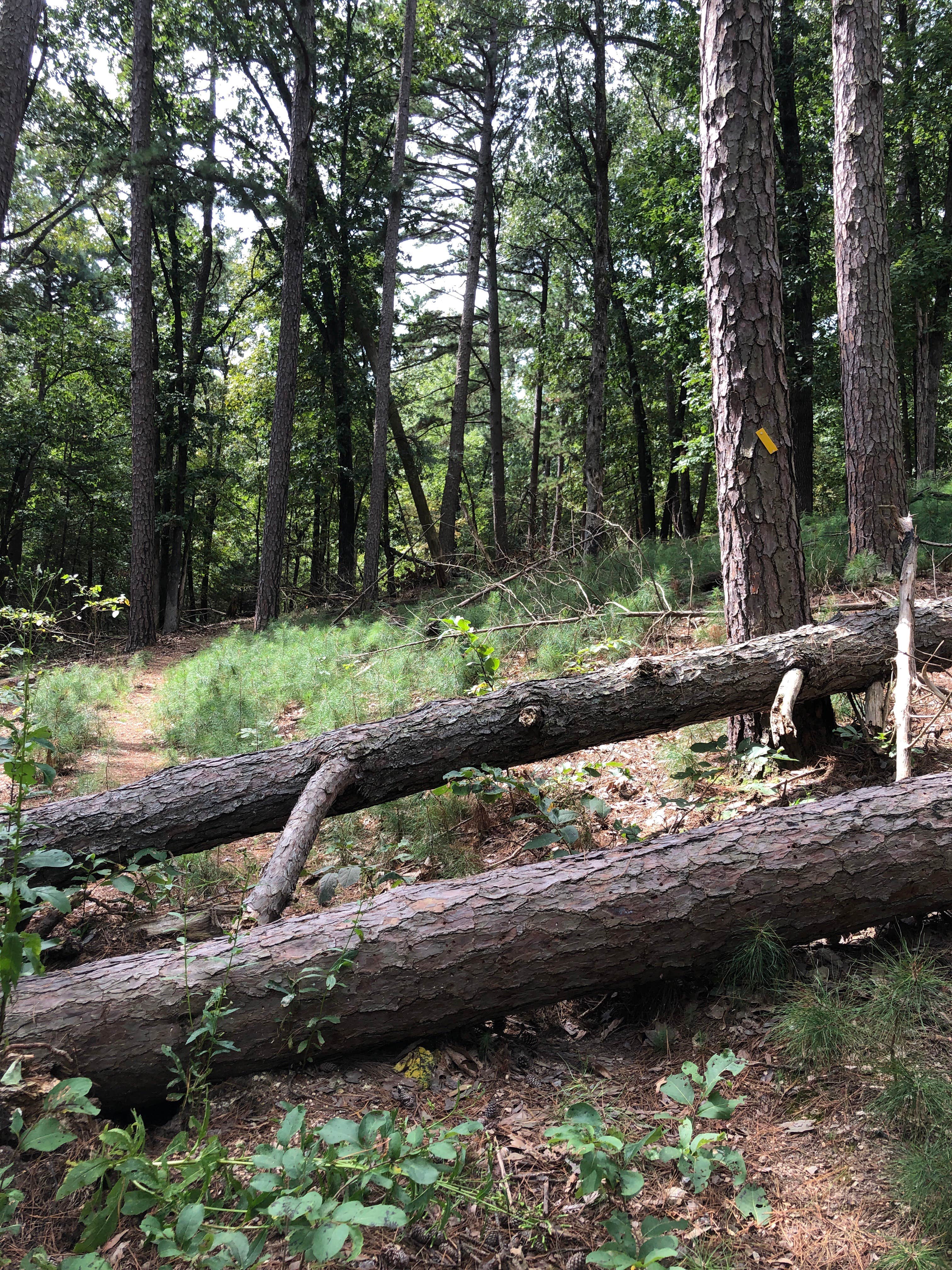Camper-submitted photo at Rocky Branch Campground near Rogers, AR