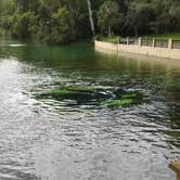 Review photo of Salt Springs Recreation Area by Ranae C., September 23, 2019
