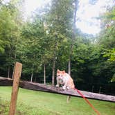 Review photo of Natural Tunnel State Park Campground by Shelly S., September 23, 2019