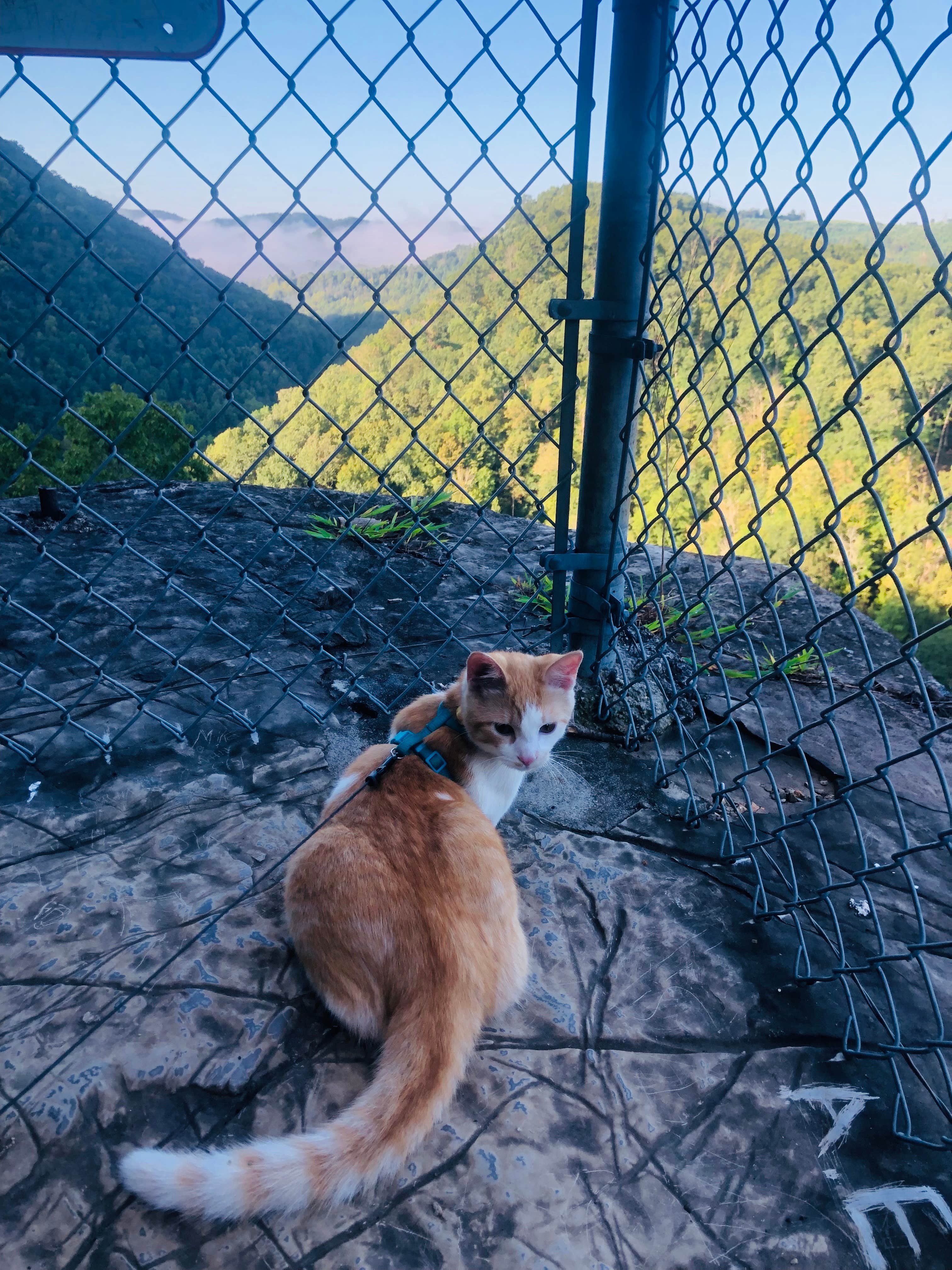 Shelly S.'s photo of camping with pets at Natural Tunnel State Park Campground near Cumberland, KY