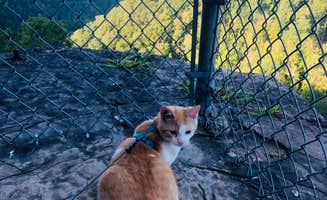 Shelly S.'s photo of camping with pets at Natural Tunnel State Park Campground near Norton, VA