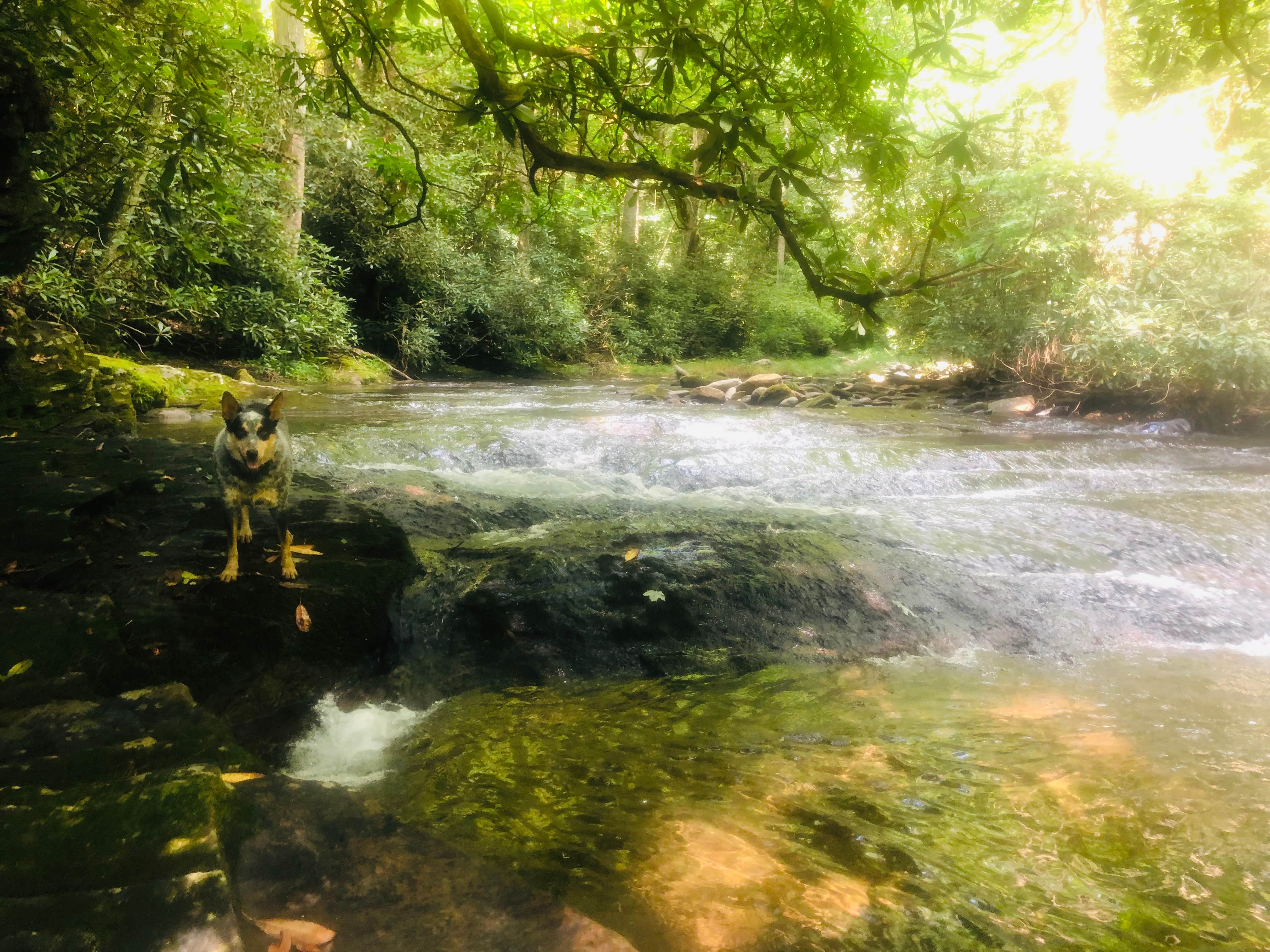 Camper-submitted photo at Bristol Fields Horse Camp near Tusquitee National Forest