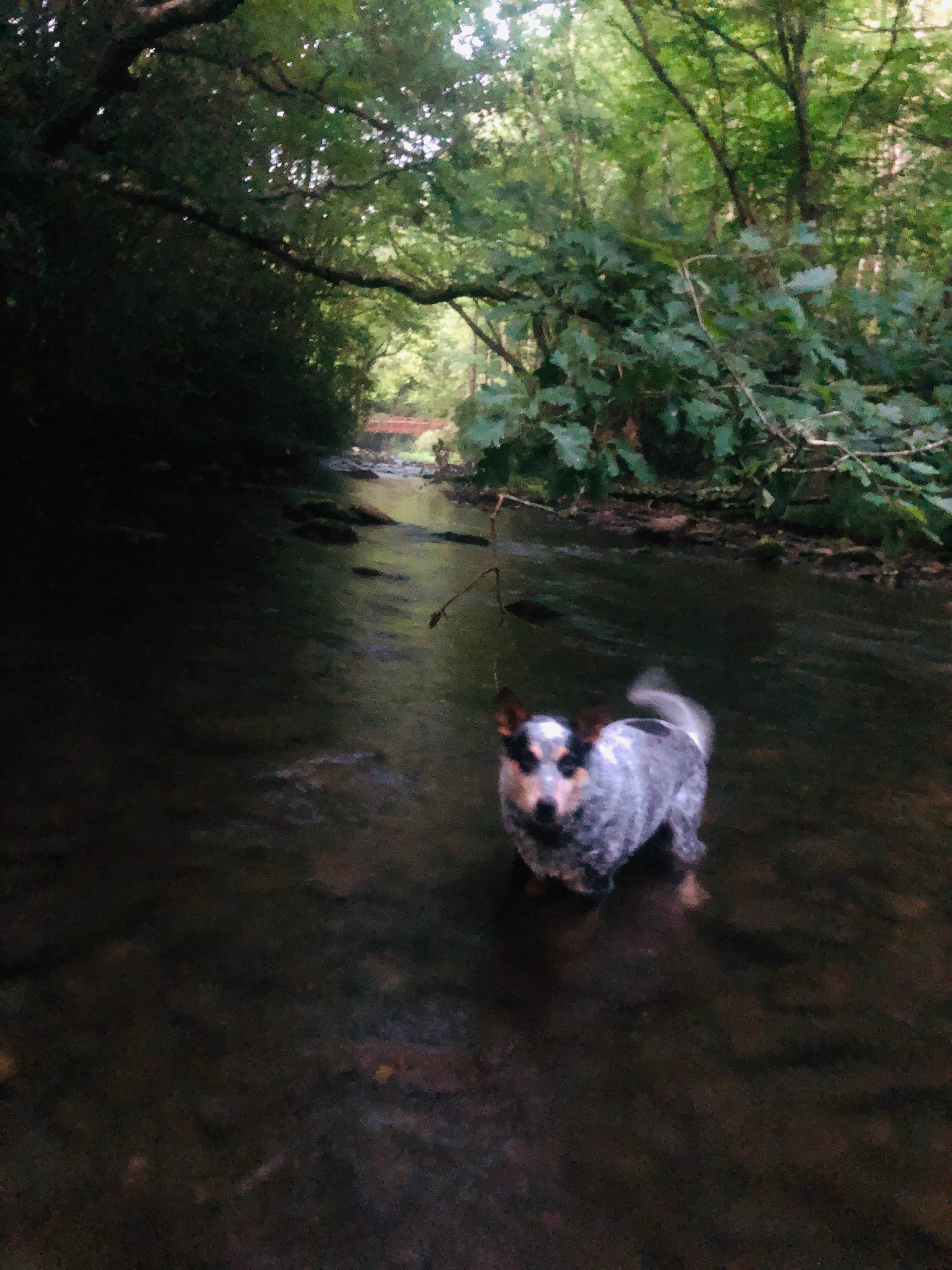 Camper-submitted photo at Bristol Fields Horse Camp near Murphy, NC