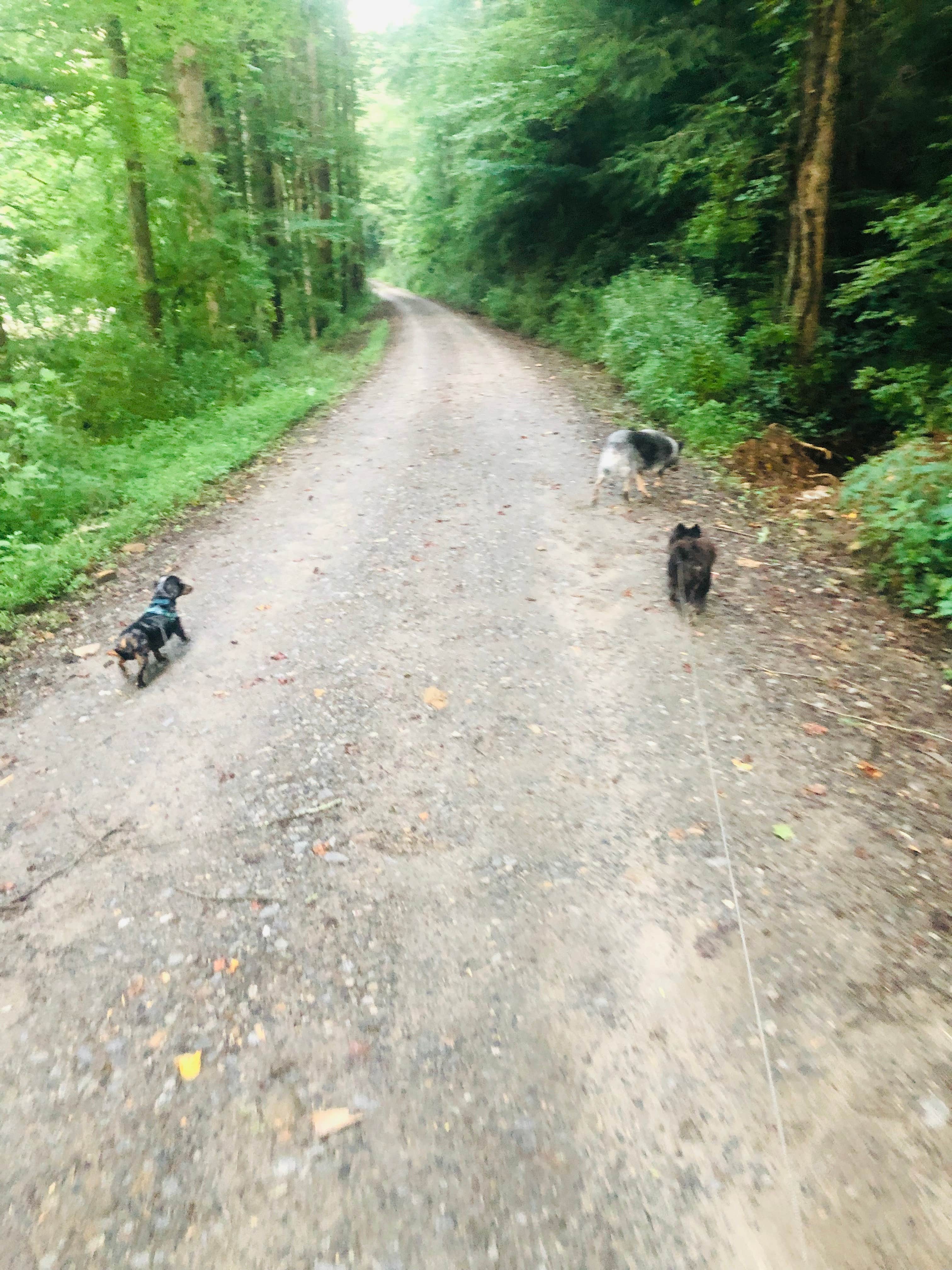 Camper-submitted photo at Bristol Fields Horse Camp near Murphy, NC