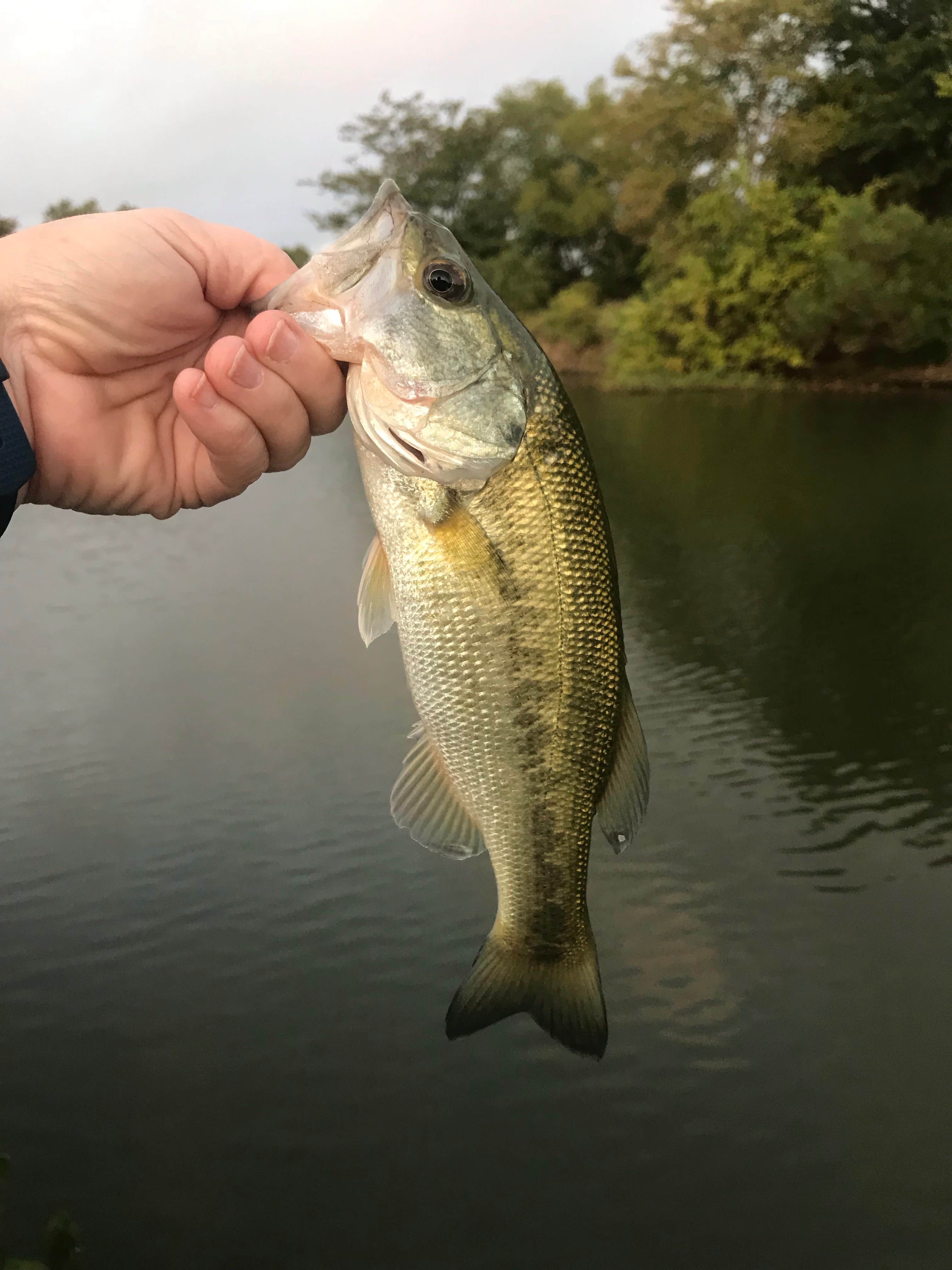 Camper submitted image from Thousand Trails Lake Tawakoni - 5