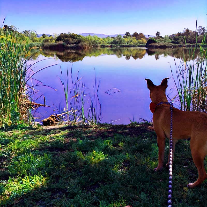 Kate W.'s photo of camping with pets at Guajome Regional Park near Encinitas, CA