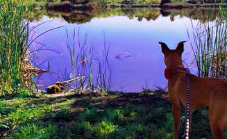 Kate W.'s photo of camping with pets at Guajome Regional Park near Oceanside, CA