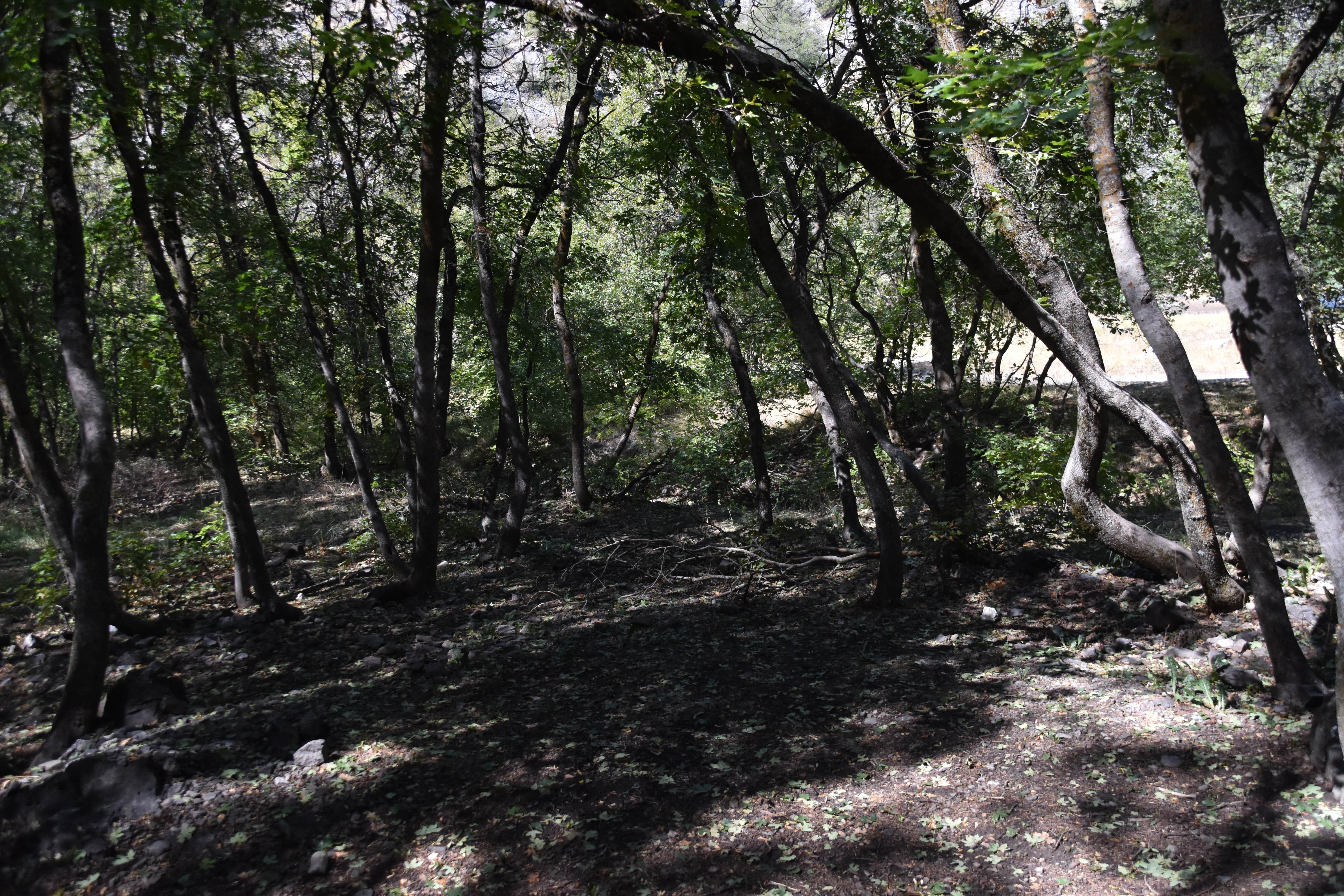 Camper-submitted photo at Green Canyon Dispersed Campground near Howell, UT