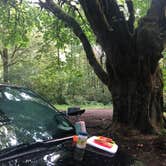 Review photo of Tillamook Forest Dispersed Camping on the Nehalem River by Dani F., September 23, 2019