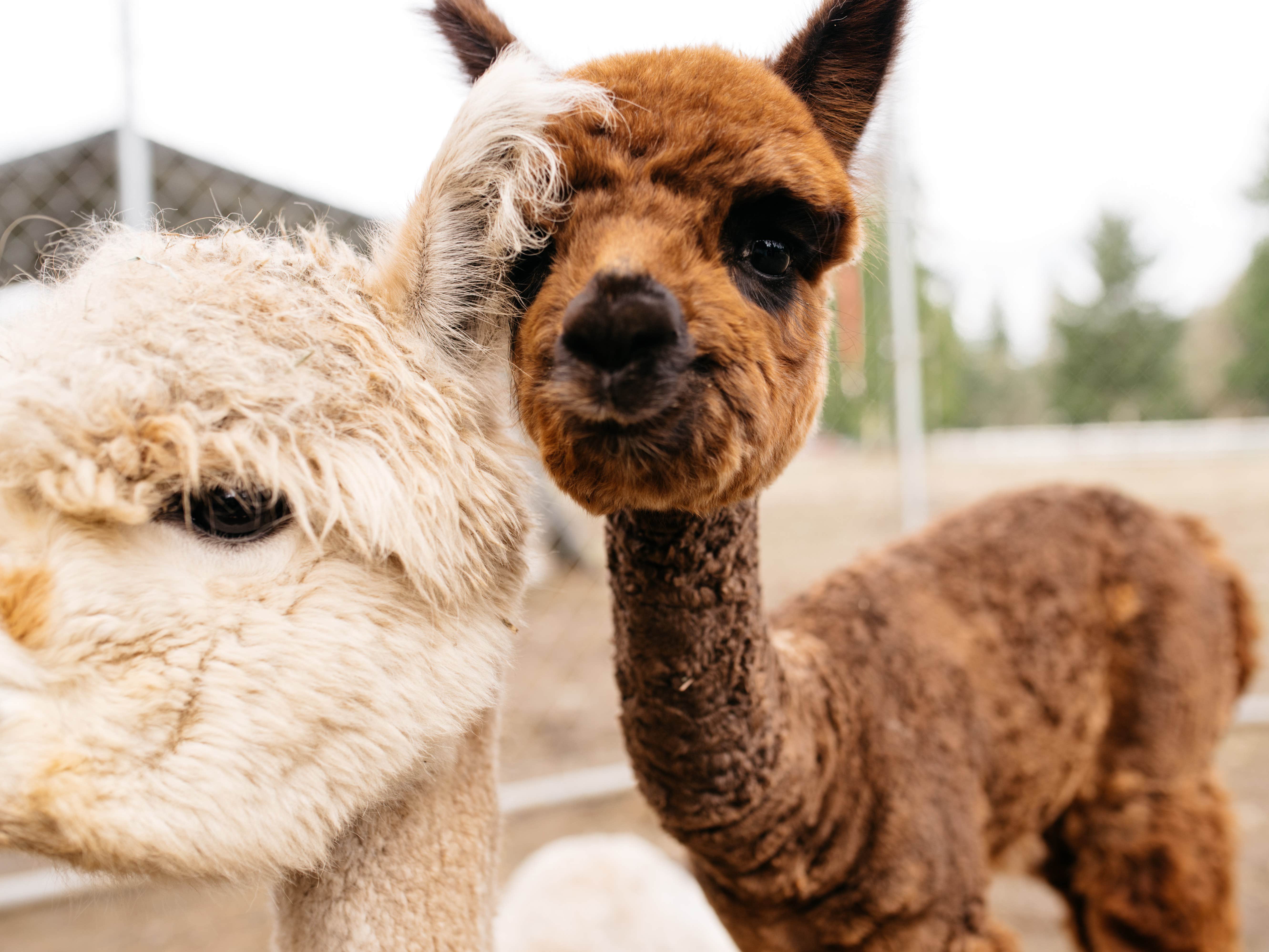 The Dyrt's photo of camping with pets at Cascade Rose Alpaca Farm Stay near Lake Forest Park, WA