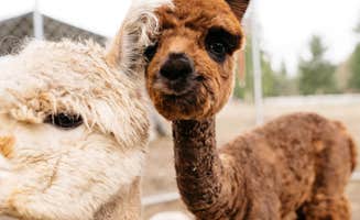 The Dyrt's photo of camping with pets at Cascade Rose Alpaca Farm Stay near Redmond, WA