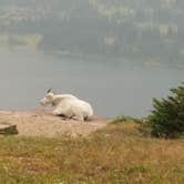Review photo of Two Medicine Campground — Glacier National Park by Marc G., August 11, 2017