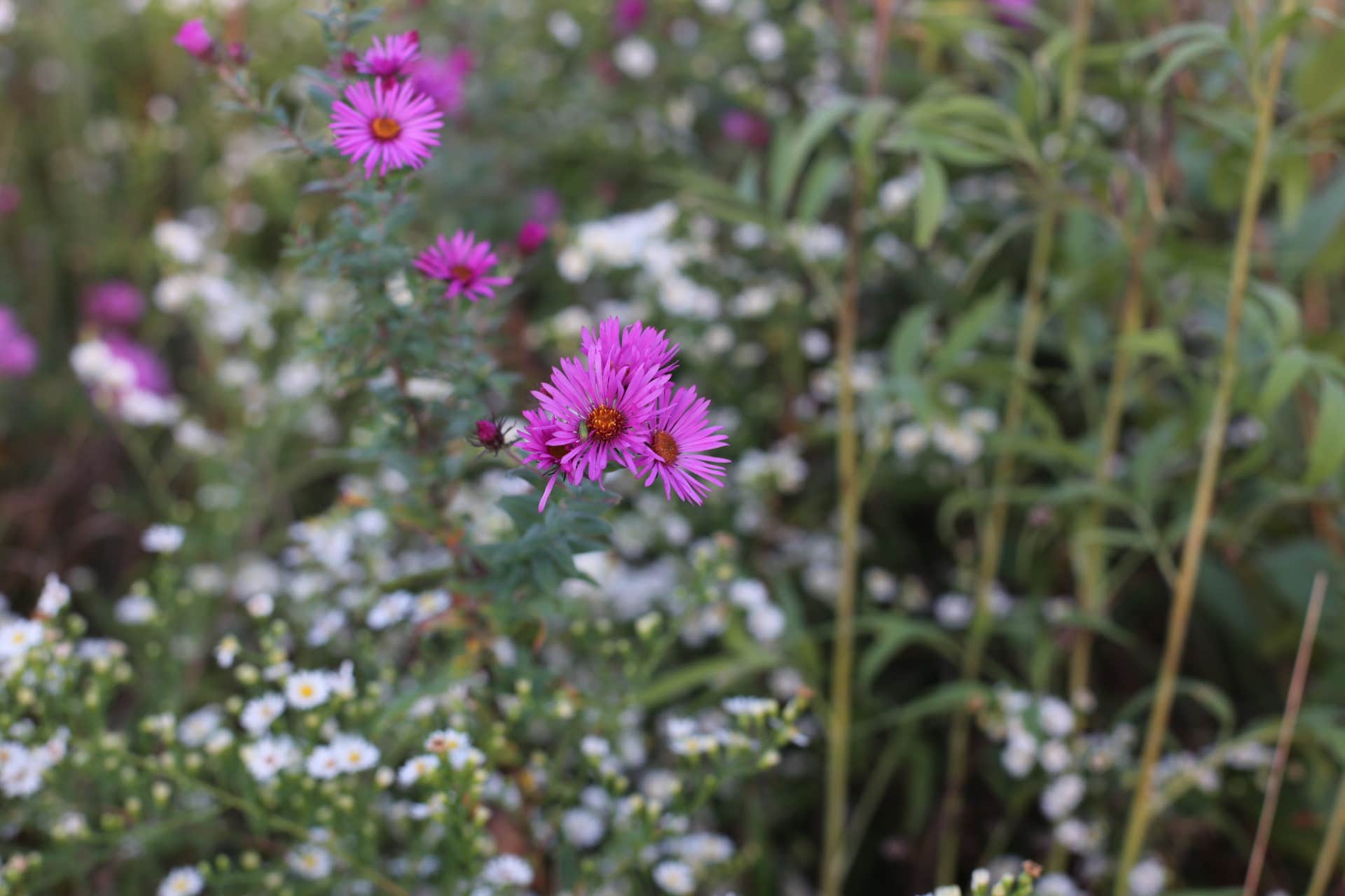 Beautiful wildflowers behind your site