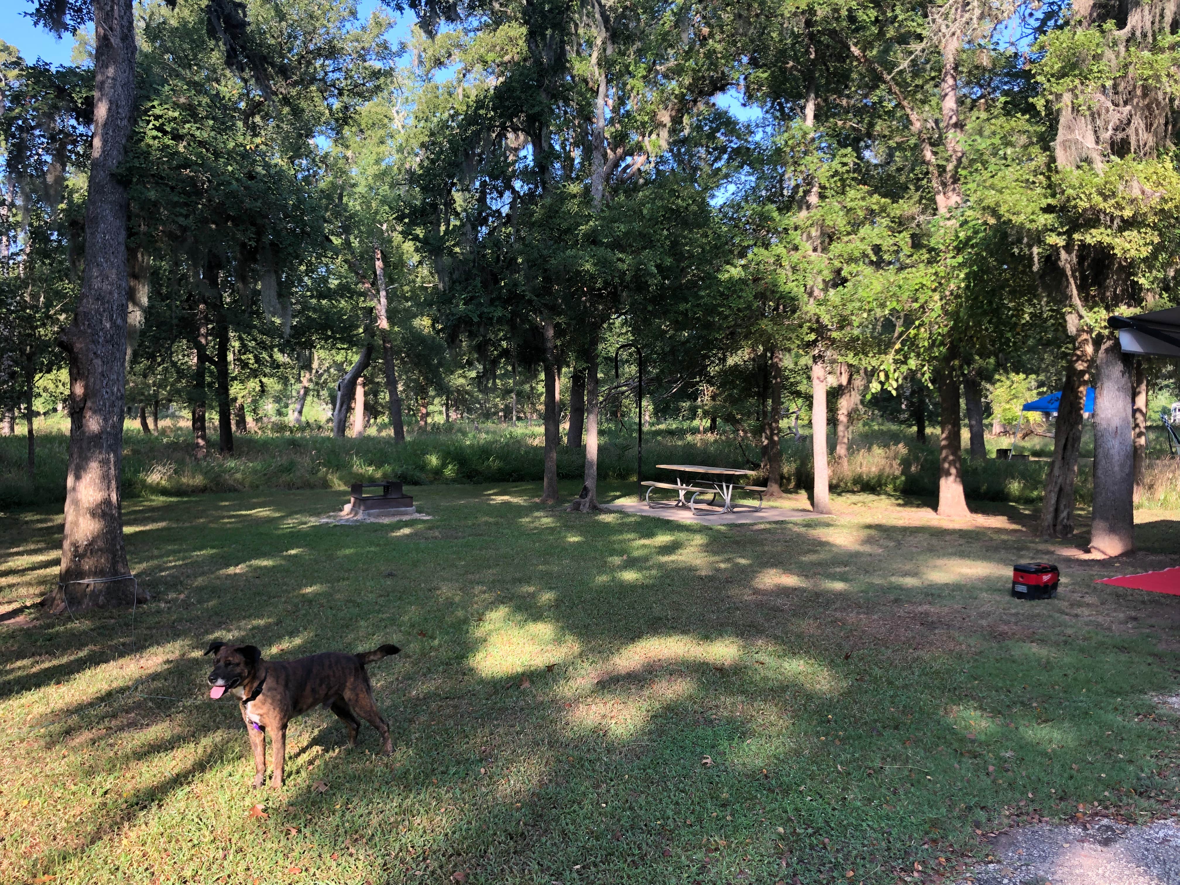 Taylor A.'s photo of camping with pets at Stephen F. Austin State Park Campground near Cypress, TX