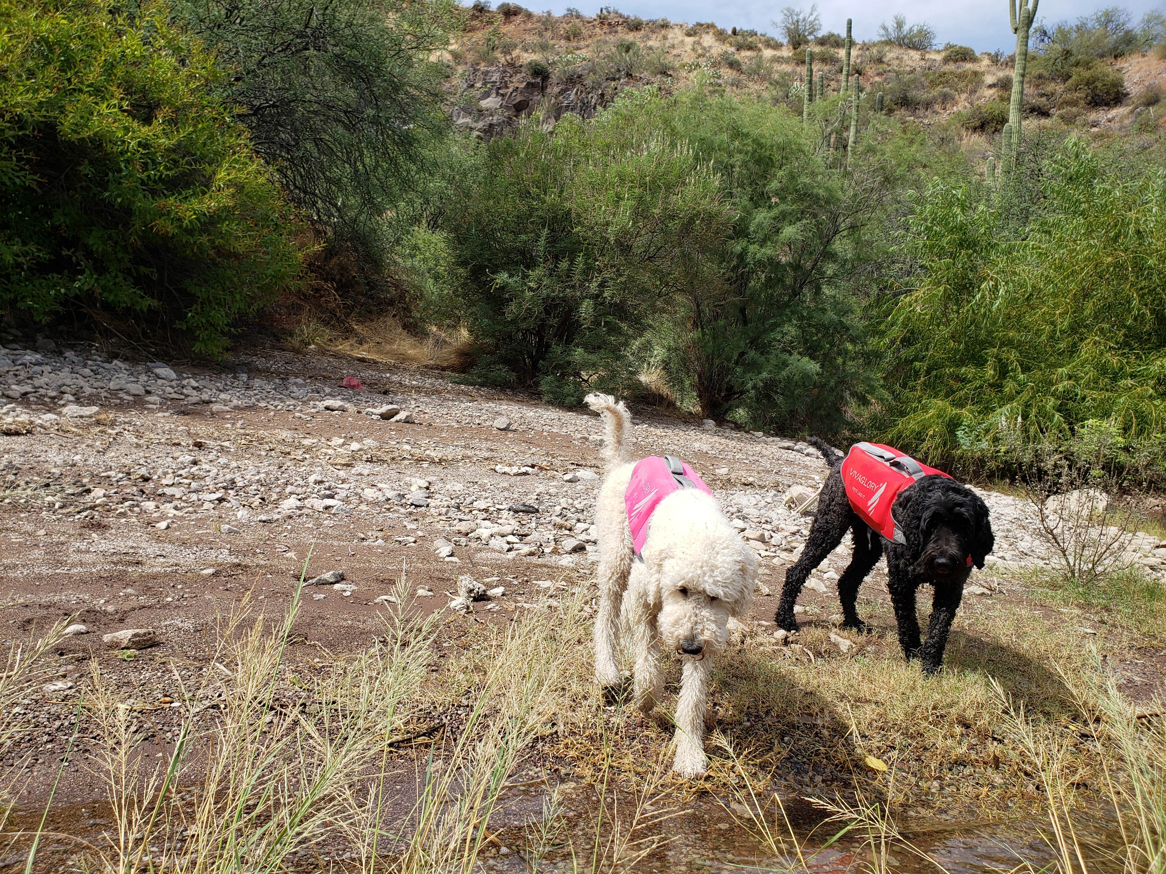 Whitney W.'s photo of camping with pets at Davis Wash - TEMPORARILY CLOSED near Tonto National Forest