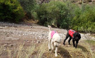 Whitney W.'s photo of camping with pets at Davis Wash - TEMPORARILY CLOSED near Tonto National Forest