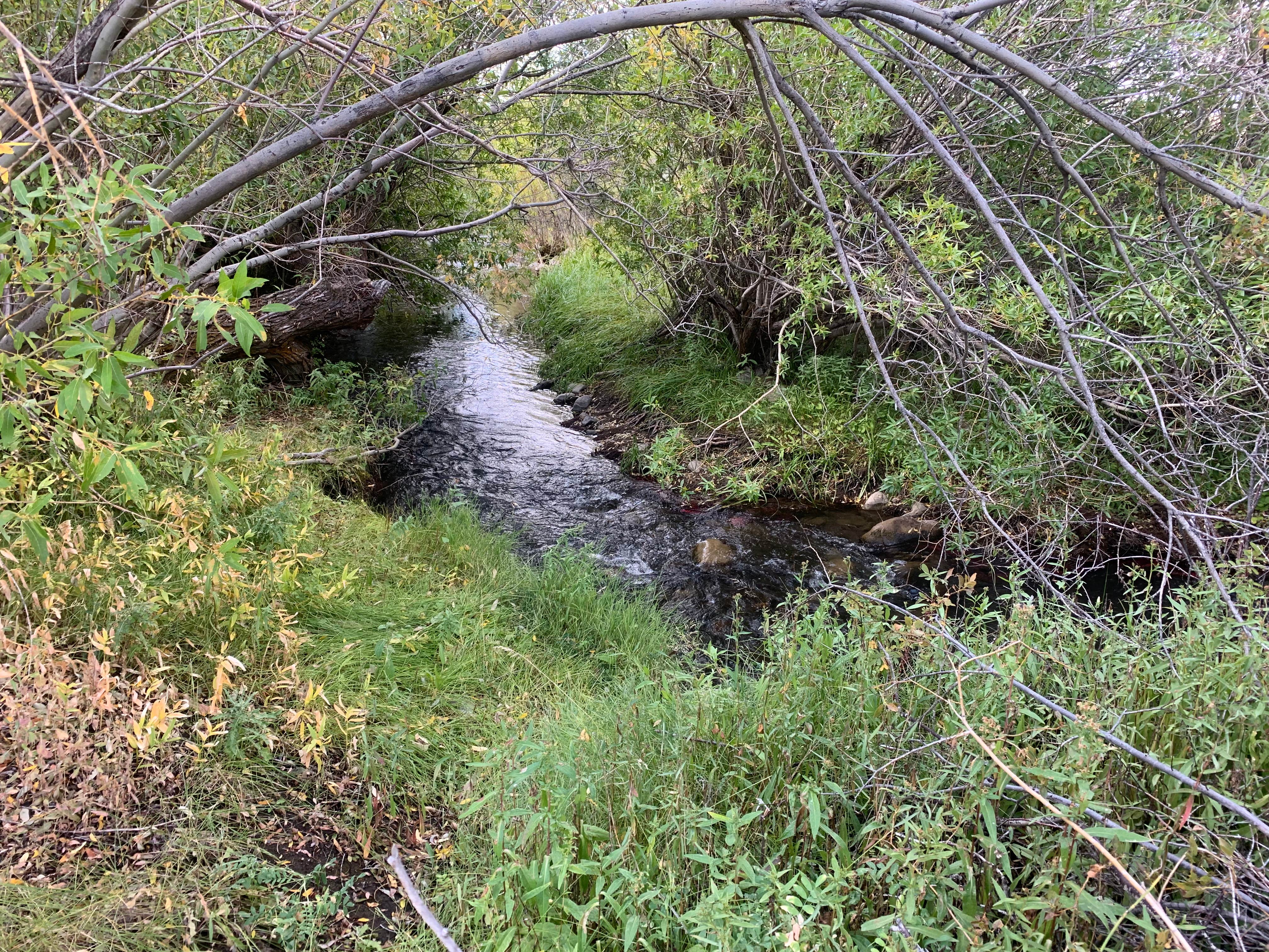 Camper submitted image from Tabor Creek Campground - 1