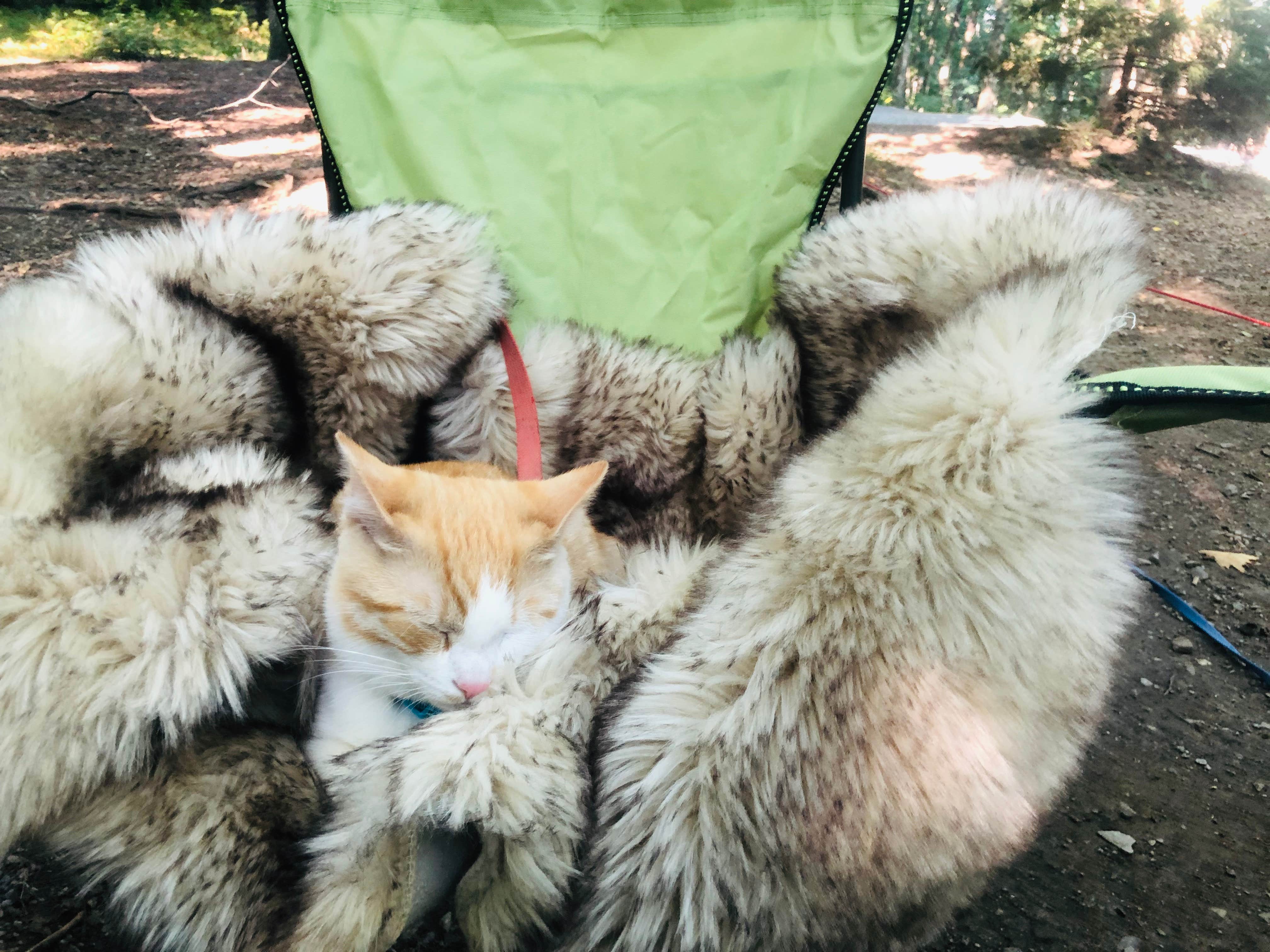 Shelly S.'s photo of camping with pets at Raccoon Branch Campground near Troutdale, VA