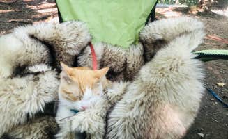 Shelly S.'s photo of camping with pets at Raccoon Branch Campground near Mouth of Wilson, VA