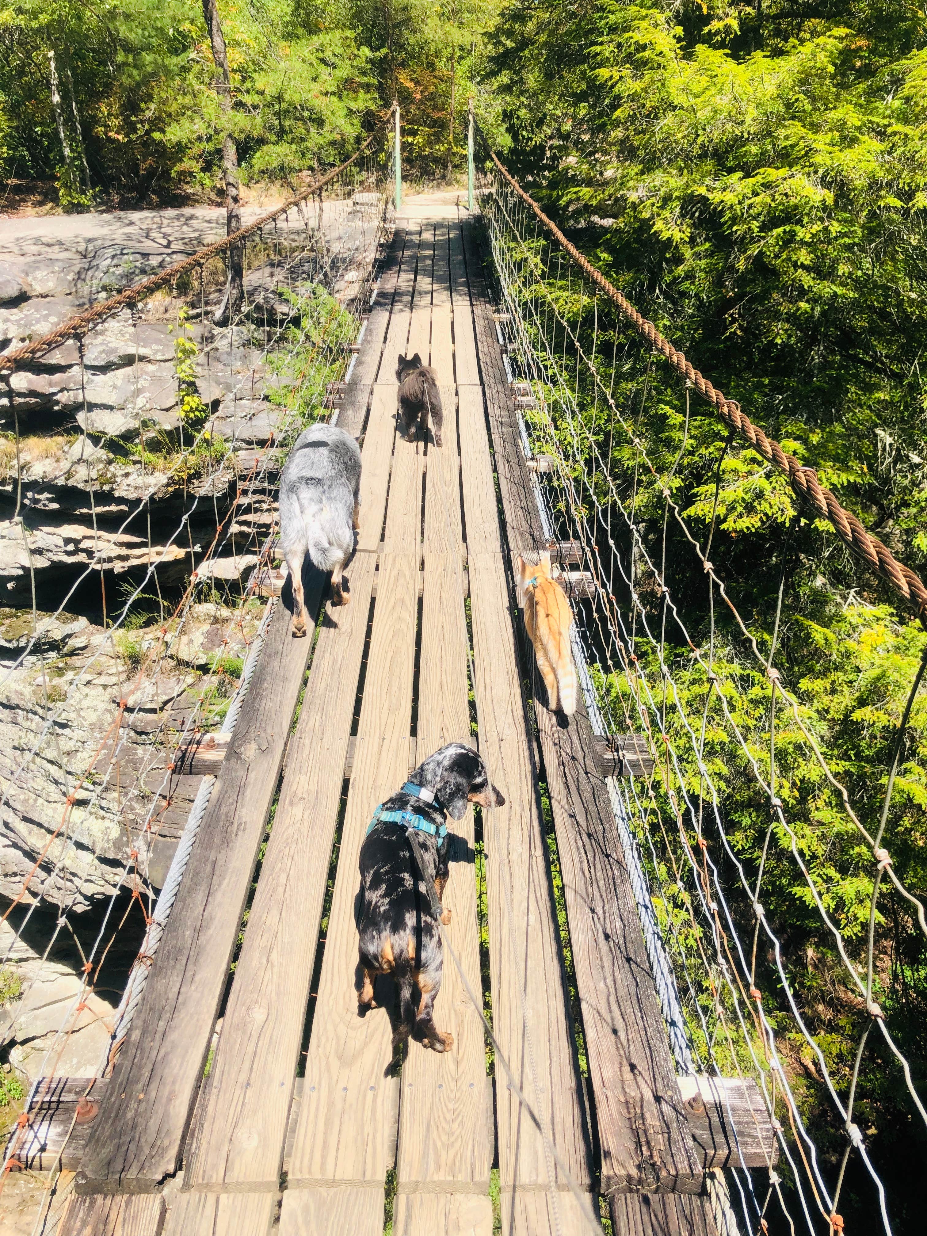 Shelly S.'s photo of camping with pets at Fall Creek Falls State Park Campground near Center Hill Lake